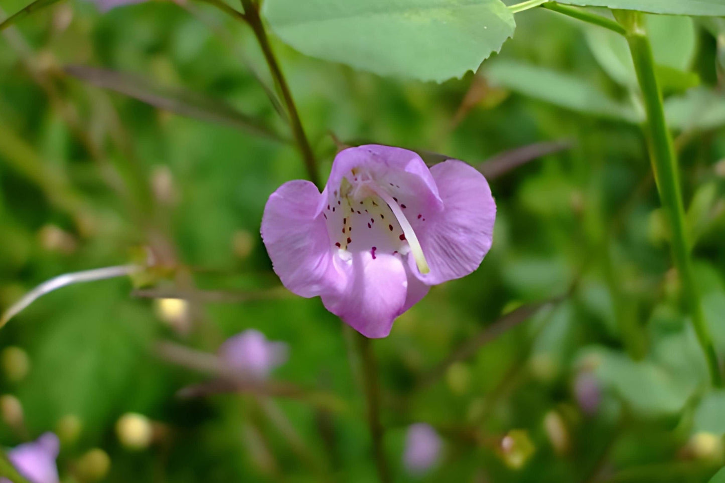 Slender False Foxglove Seeds 250 Agalinis tenuifolia Native Wildflower for Prairie Gardens & Pollinator Habitats