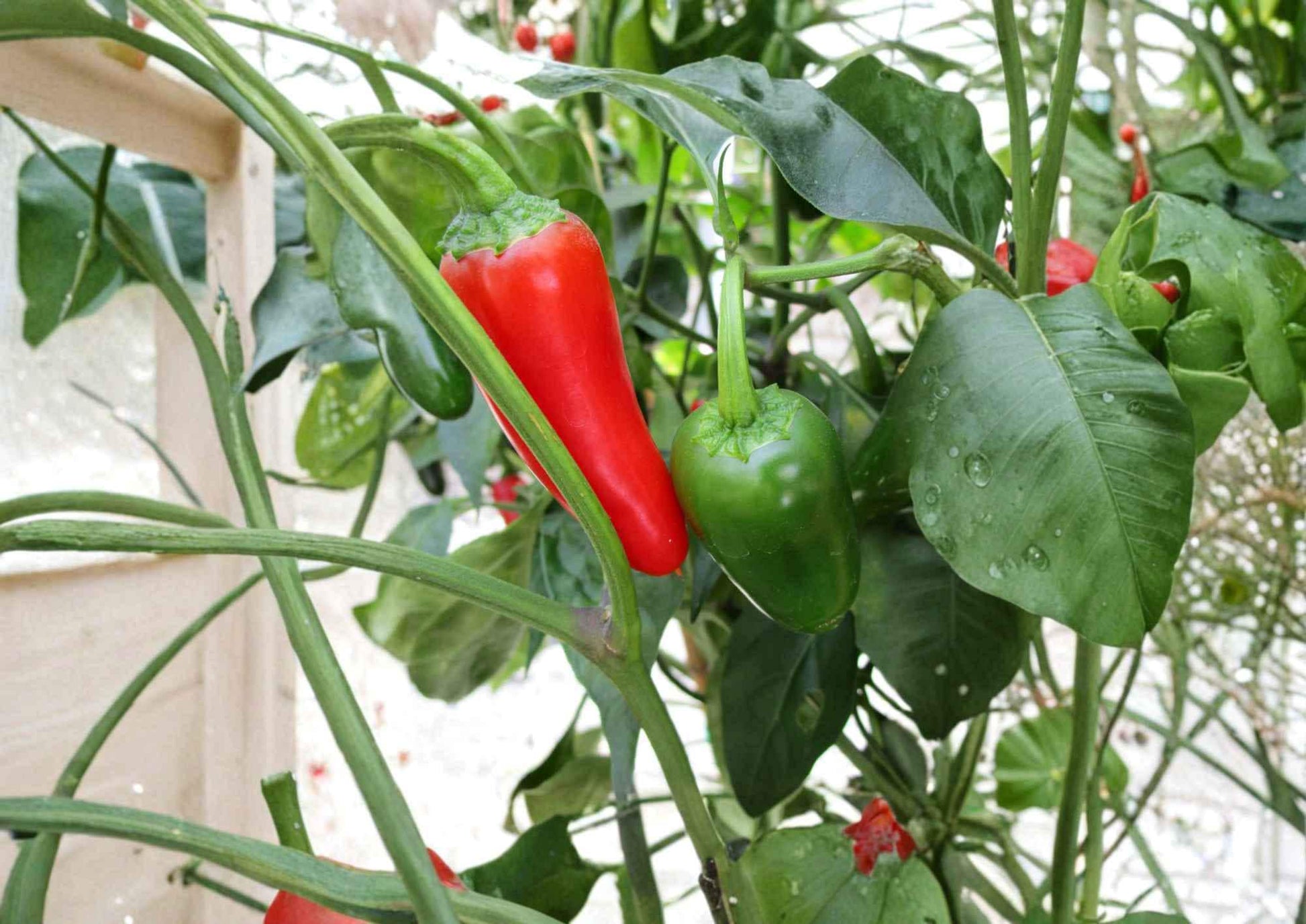 Jalapeno Pepper Seeds, Heirloom Non-GMO, Medium Hot Chili, Capsicum annuum, Vegetable Garden Planting, Fast Growing Seeds