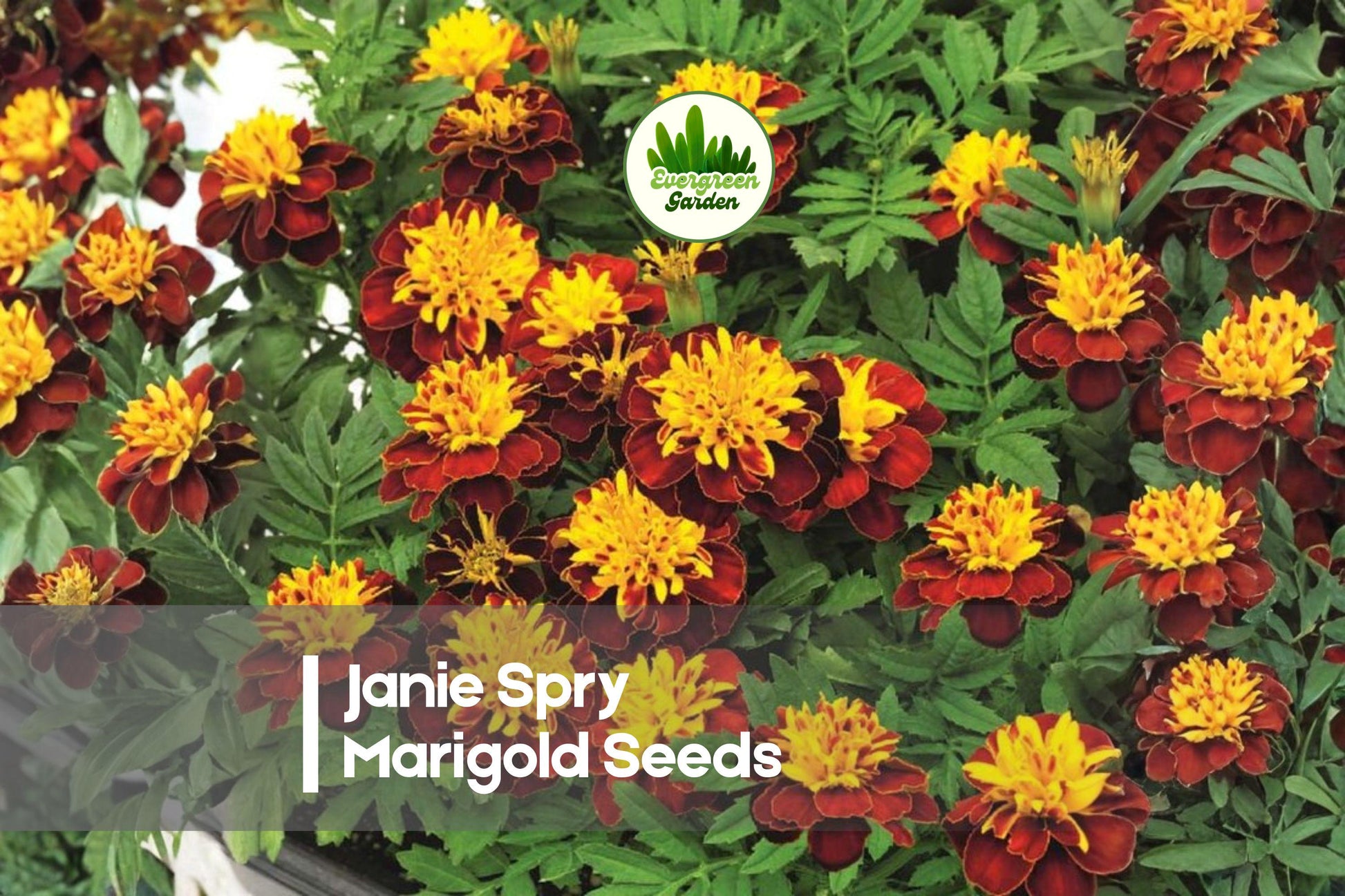 Janie Spry Marigold Seeds – Bright Yellow Double Blooms, Compact Annual Flower, Tagetes patula, for Borders, Containers & Bedding