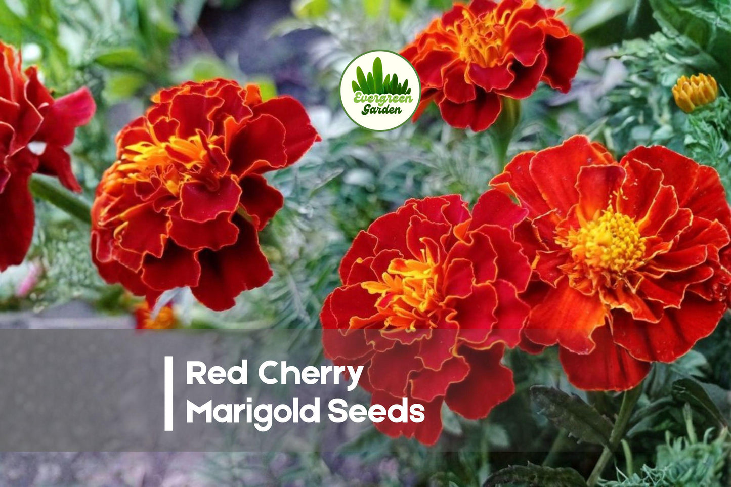 Red Cherry Marigold Seeds – Tagetes patula, Bright Red Flowers, Annual Bedding Plant for Borders & Containers, 25 Seeds