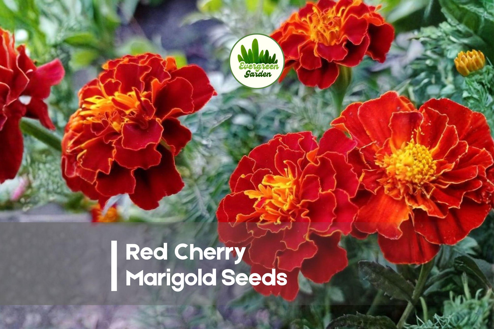 Red Cherry Marigold Seeds – Tagetes patula, Bright Red Flowers, Annual Bedding Plant for Borders & Containers, 25 Seeds