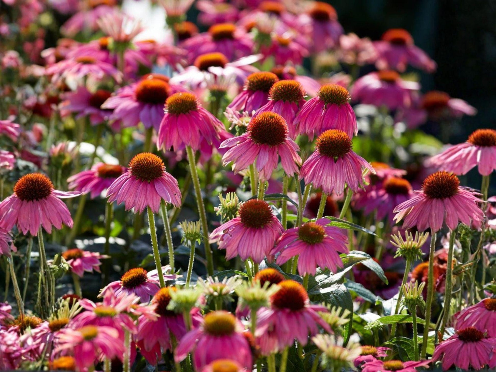 Purple Coneflower Seeds | Heirloom Non-GMO Echinacea purpurea Flower Seeds for Pollinator Gardens