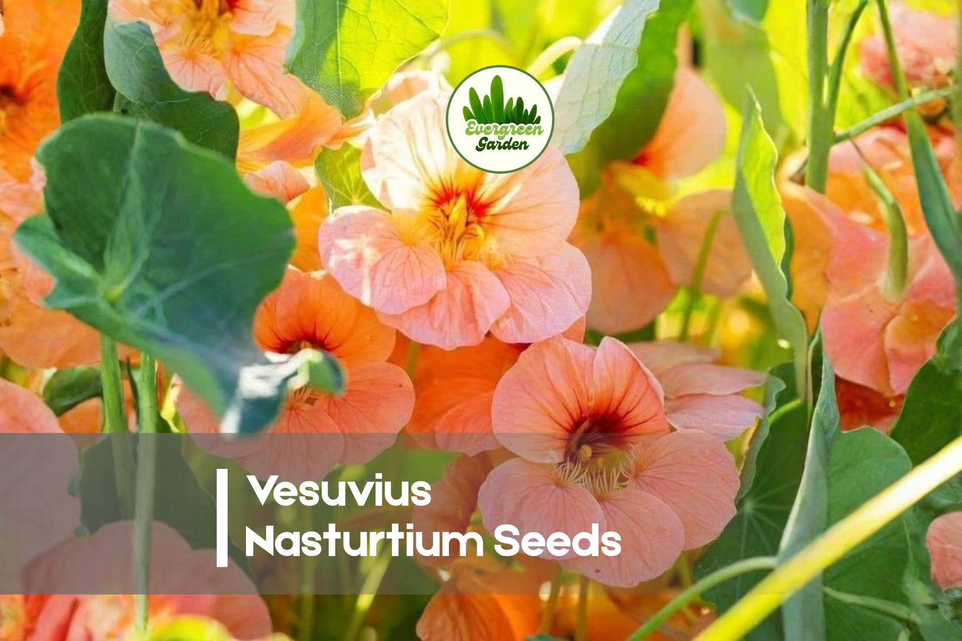 Vesuvius Nasturtium Seeds, Salmon Orange Flowers, Edible, Pollinator-Friendly, Tropaeolum majus, 50 Seeds