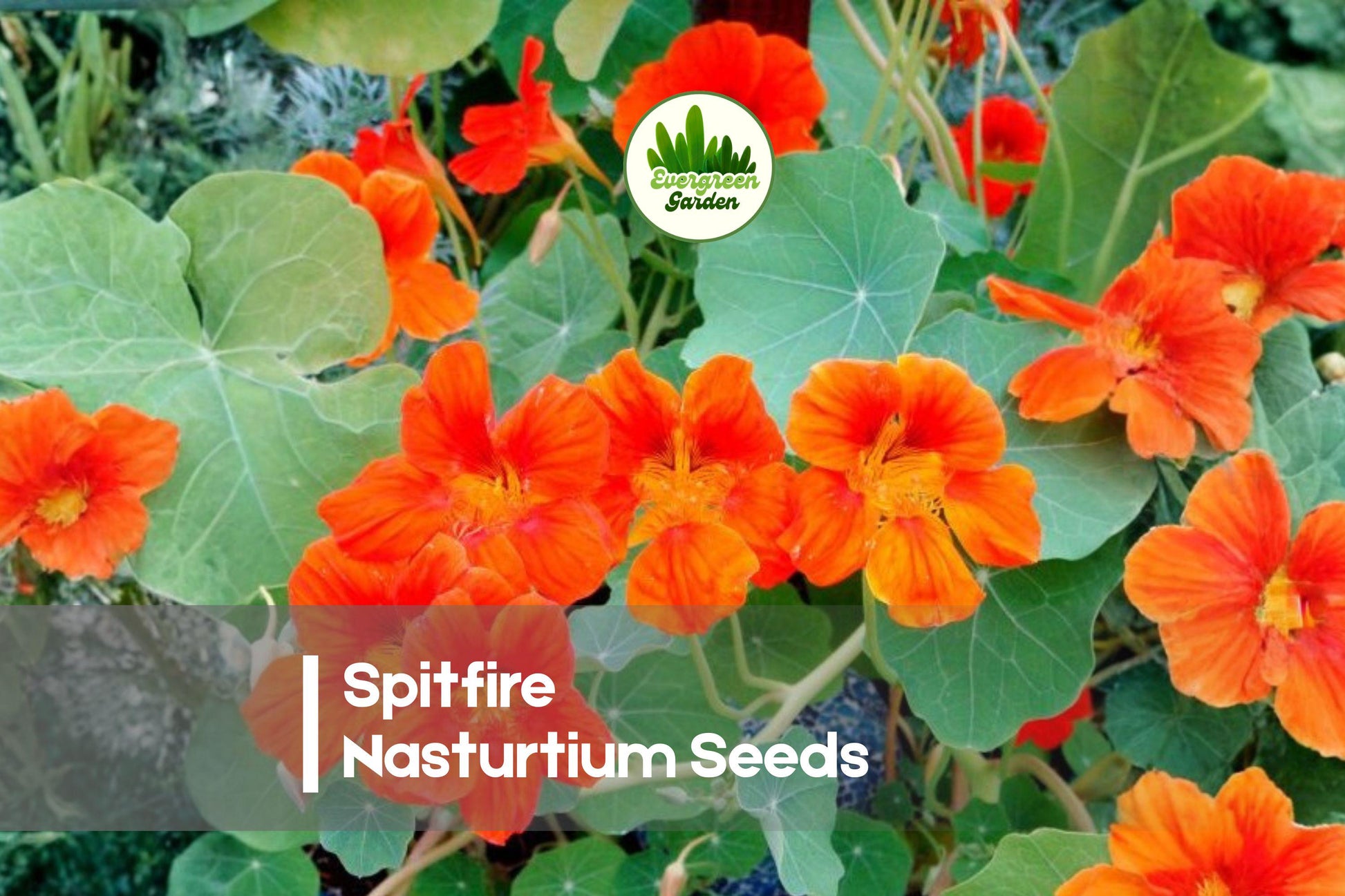 Spitfire Nasturtium Seeds, Edible Flowers, Vibrant Red & Yellow, Tropaeolum majus, Annual Garden Seeds for Borders & Containers