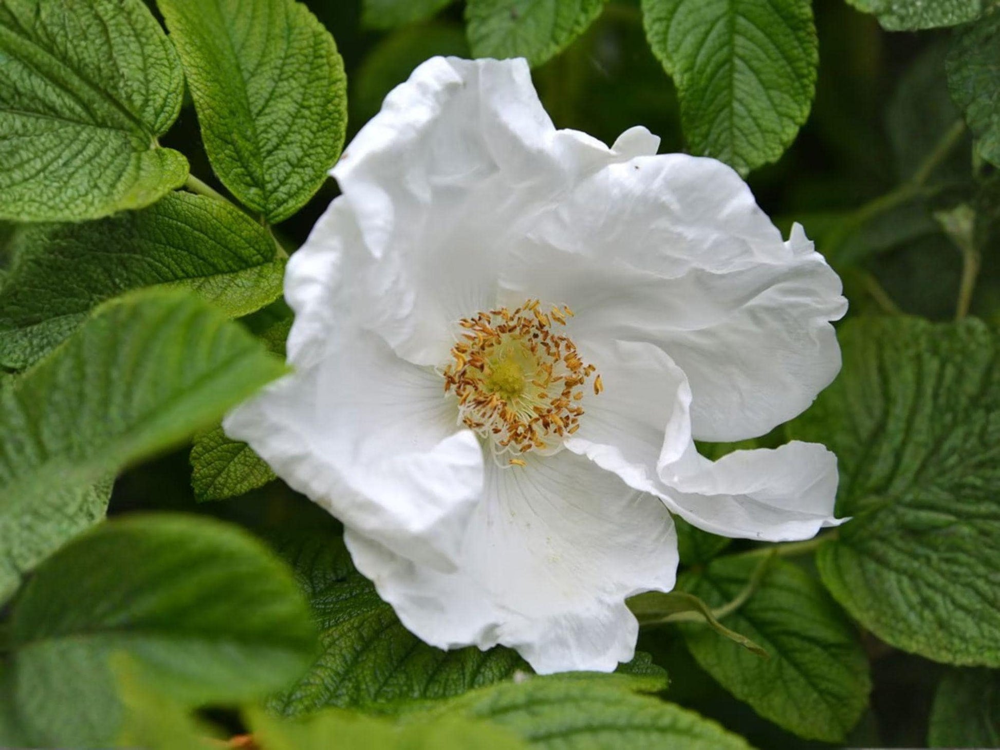 Rosa Rugosa Alba Seeds – White Beach Rose Heirloom Non-GMO Shrub for Gardens & Landscaping