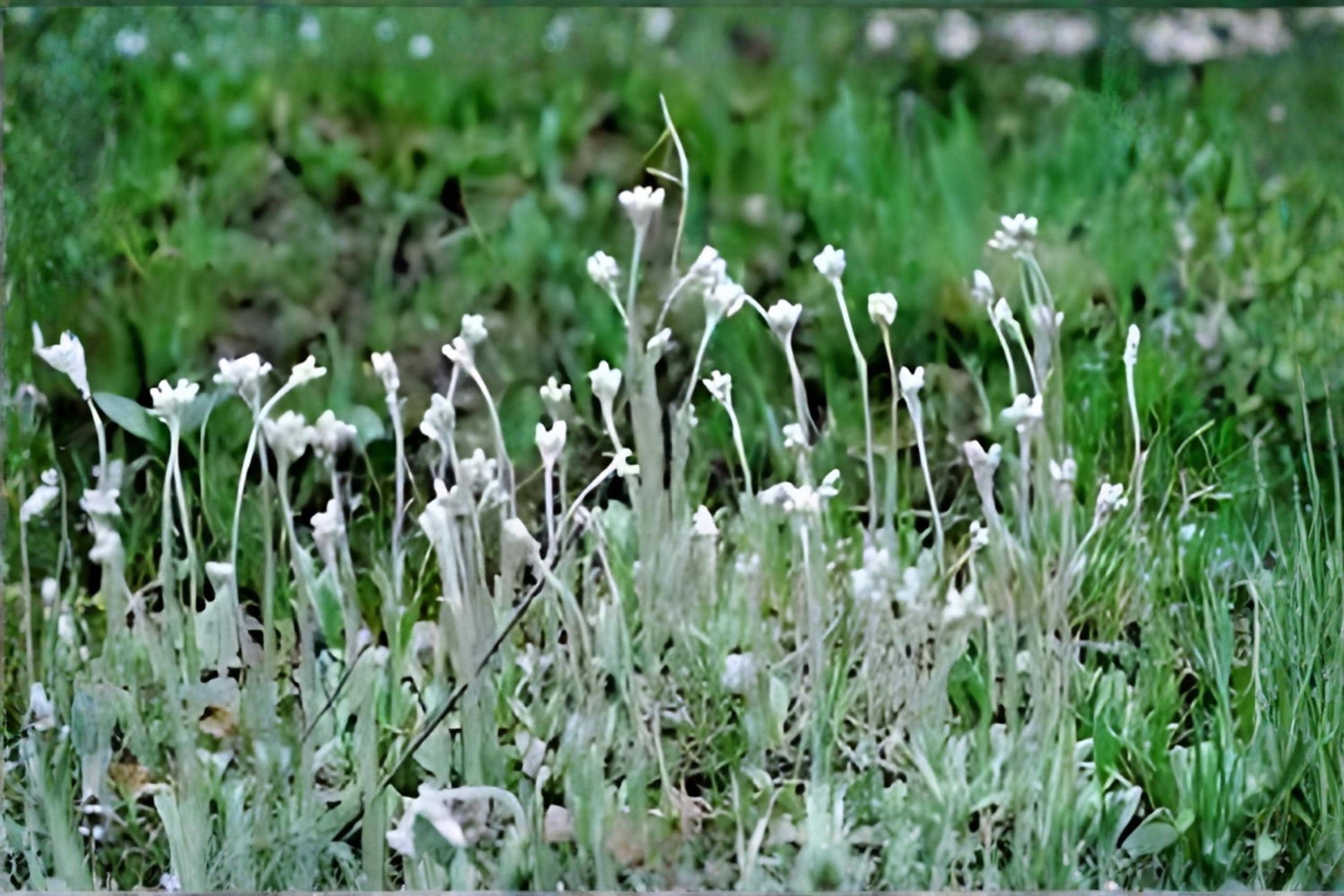 Prairie Pussytoes Seeds 100 Pack | Native Wildflower with Silvery Foliage | Antennaria neglecta for Prairie, Rock Gardens & Drought Tolerance