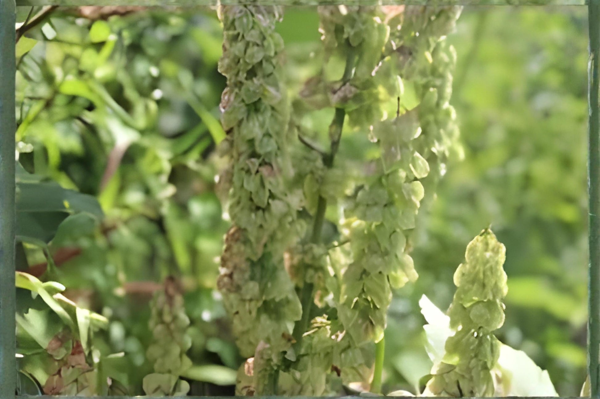 Water Dock Seeds 100ct | Native Wetland Plant for Ponds & Rain Gardens | Rumex orbiculatus