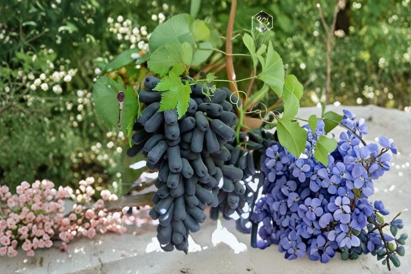 Moon Drop Grape Cuttings 6-8" Vitis vinifera Seedless Fruit Vine for Trellises & Gardens