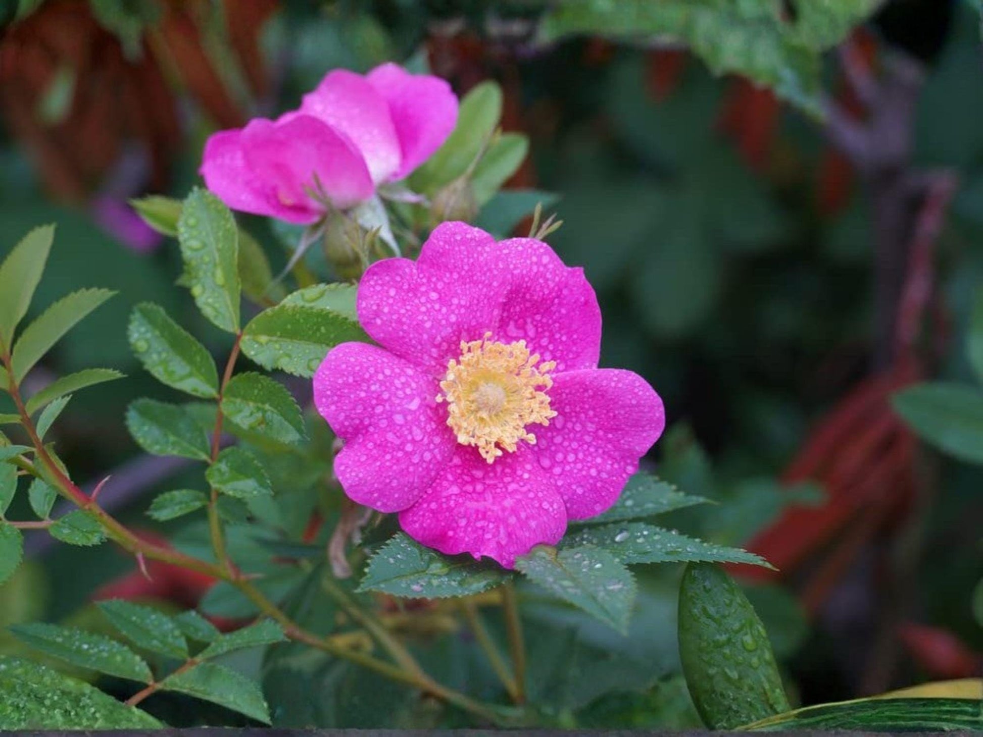 Rosa Woodsii Seeds – Heirloom Wild Prairie Rose Native Shrub for Gardens & Wildlife Pollinator-Friendly
