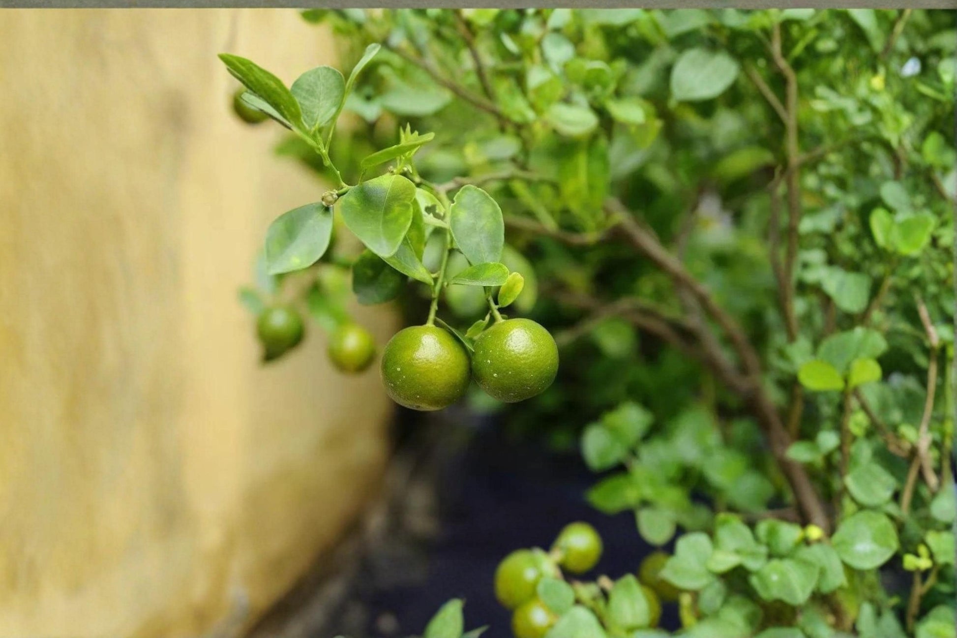 Green Kumquat Citrus Plant - Live 8-12" Citrus japonica Evergreen Tree for Container & Garden