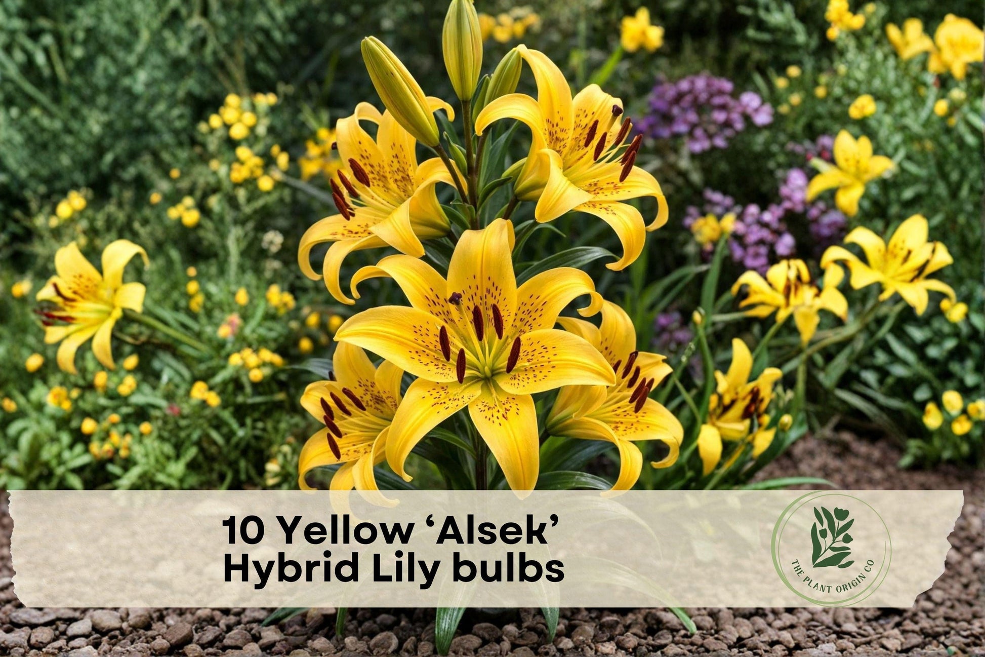10 Yellow Alsek Hybrid Lily Bulbs – Bright Perennial Flower Bulbs for Garden Beds & Borders – Lilium hybridum