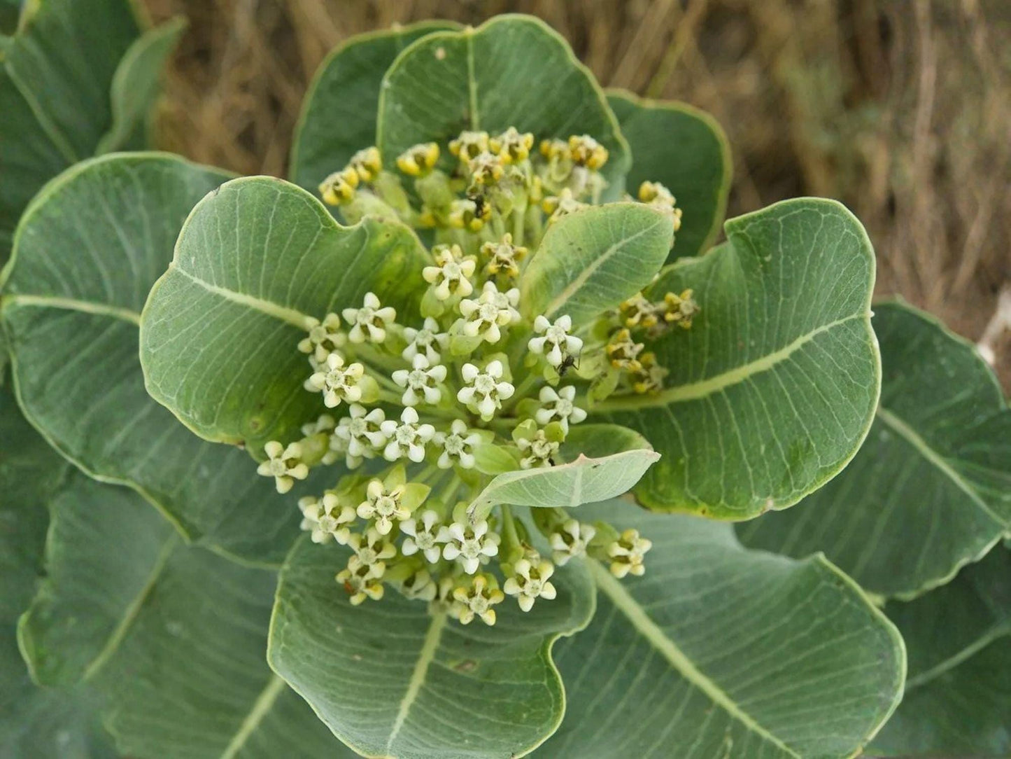 Asclepias Arenaria Seeds – Western Sand Milkweed Native Wildflower Non-GMO Heirloom Pollinator Plant