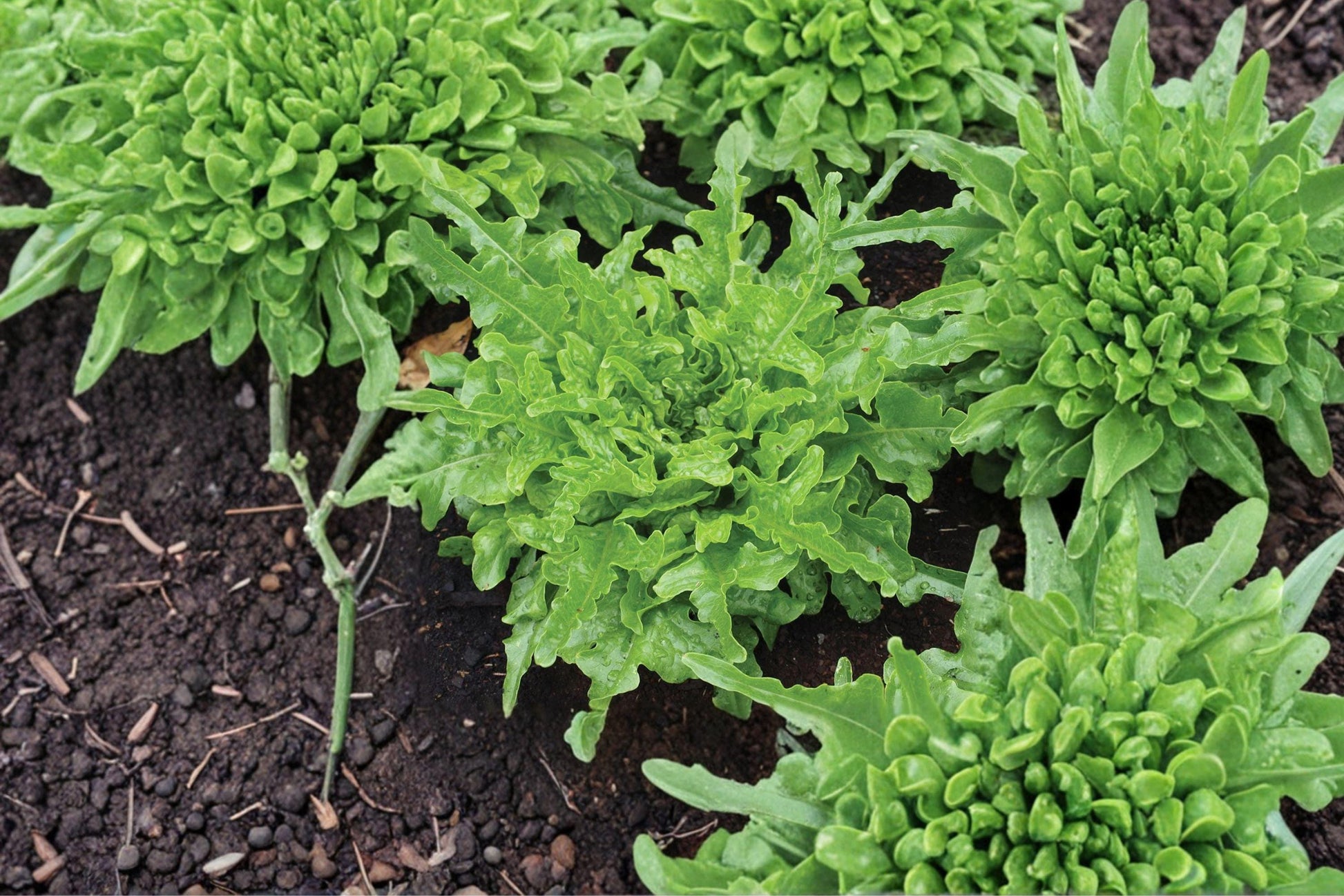 Oakleaf Lettuce Seeds – Heirloom Organic Non-GMO Loose Leaf Greens for Cold Hardy Vegetable Gardens (500+ Seeds)