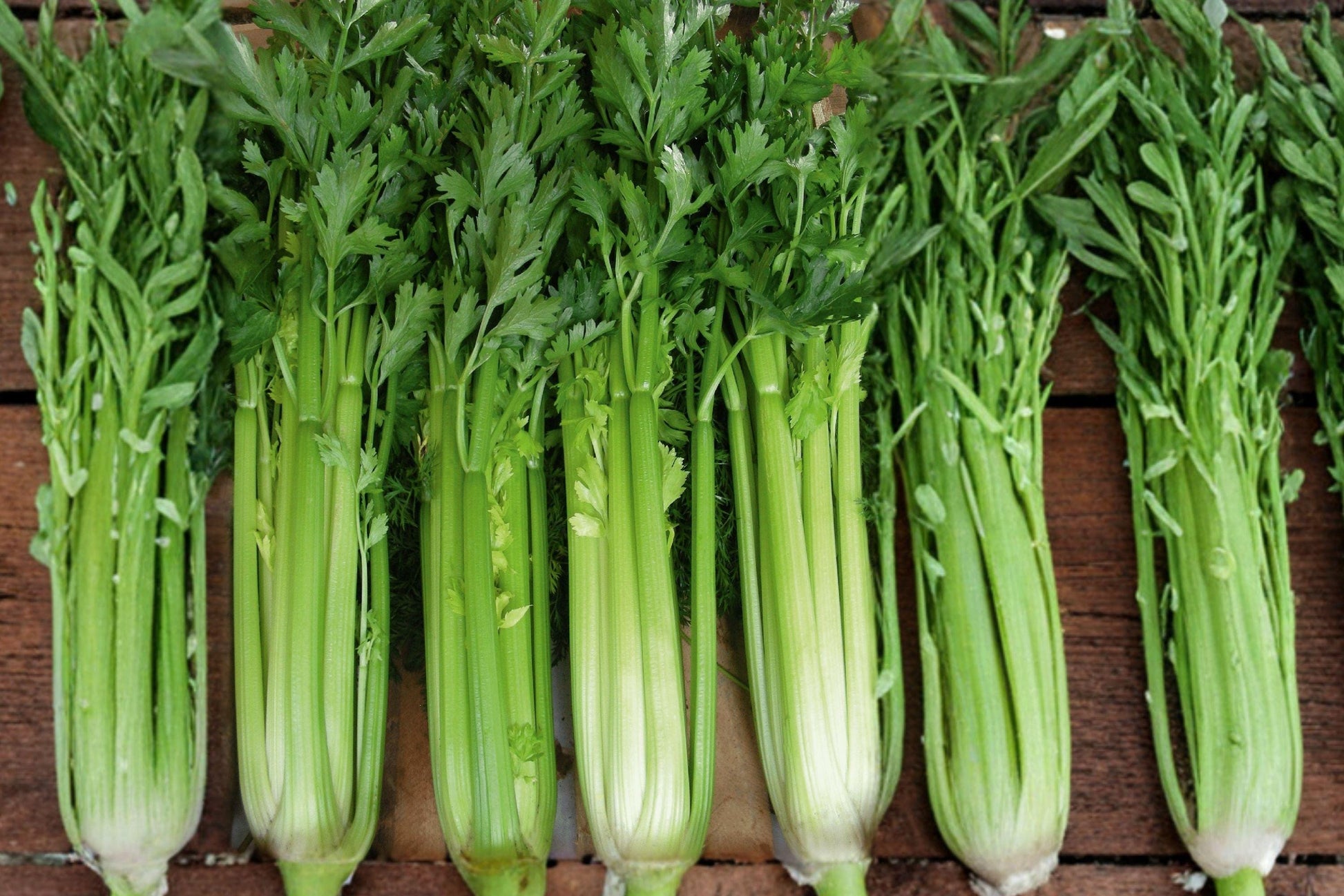 Heirloom Tall Utah Celery Seeds, Non-GMO Vegetable Garden Plant for Raised Beds and Containers