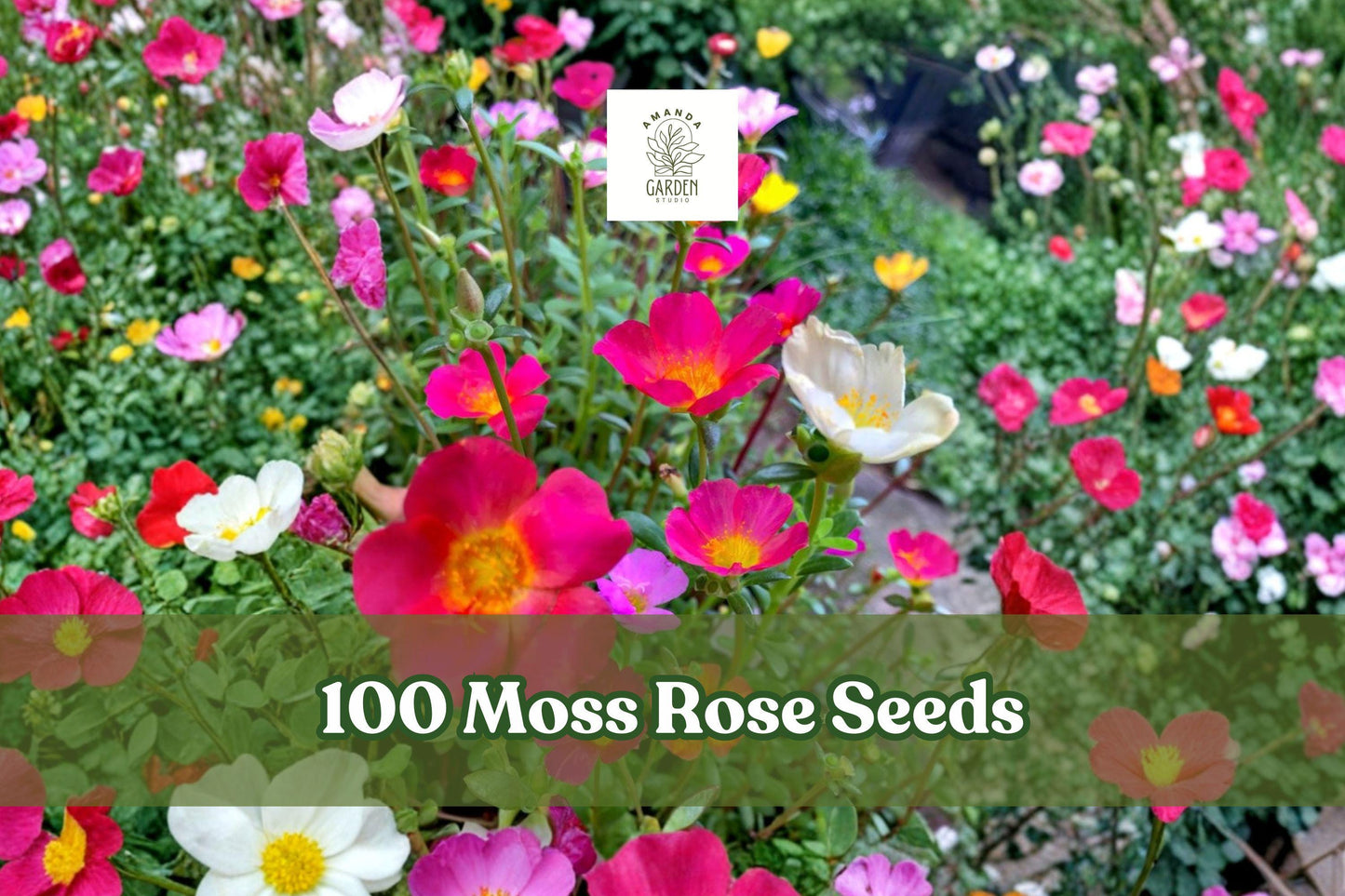 100 Moss Rose Seeds Portulaca grandiflora Colorful Flower Mix – Drought Tolerant Annual for Gardens & Containers