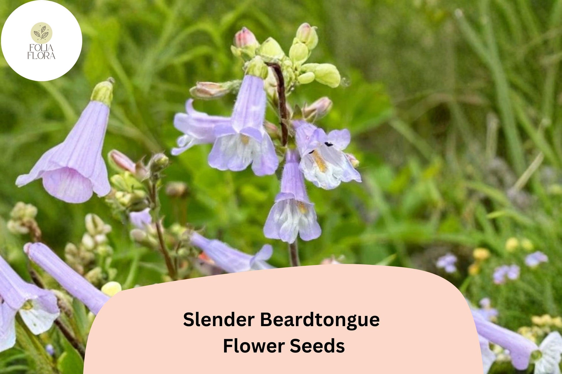 Slender Beardtongue Seeds – Penstemon gracilis Perennial Wildflower for Native Gardens & Pollinator Gardens