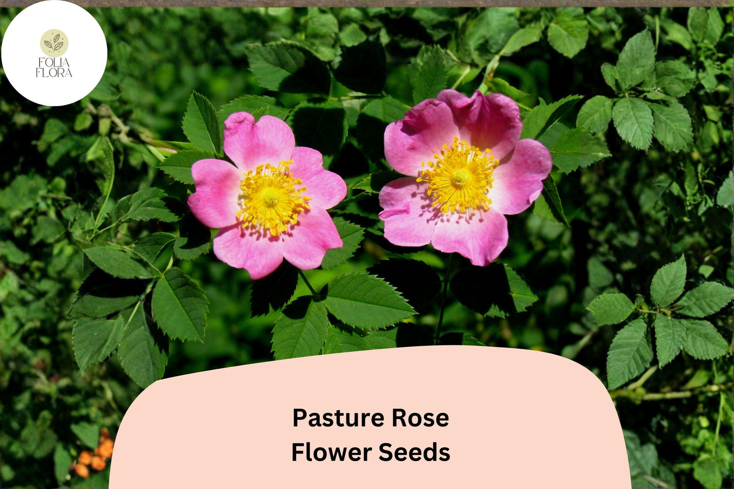 Pasture Rose Seeds – Rosa carolina Native Pink Wild Rose Perennial Shrub for Native Gardens and Pollinator Gardens