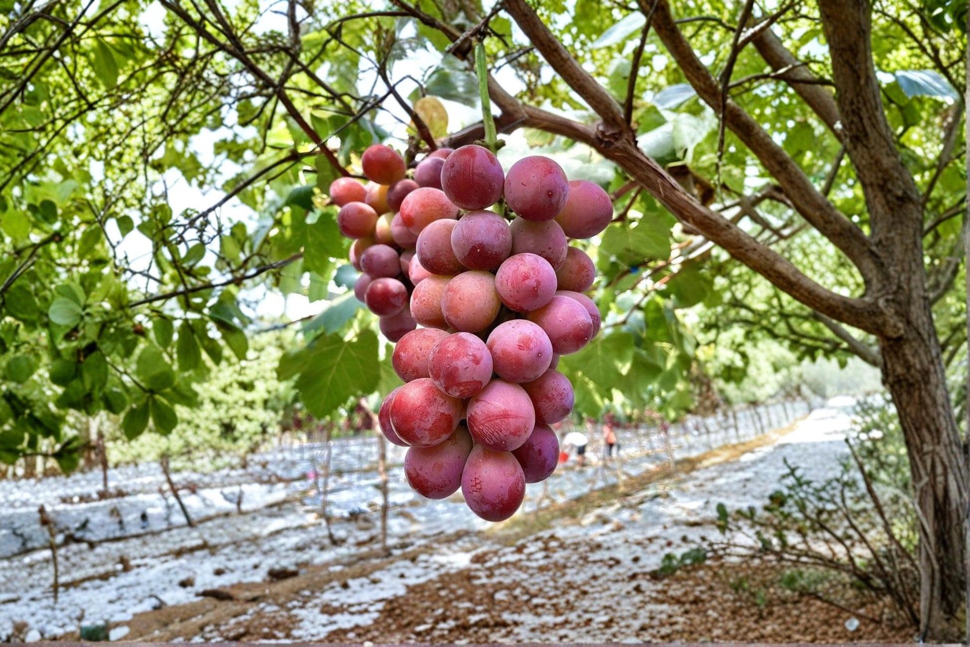 Queen Nina Grape Cuttings 6-8" | Vitis vinifera ‘Queen Nina’ Fruit Vine for Garden & Vineyard