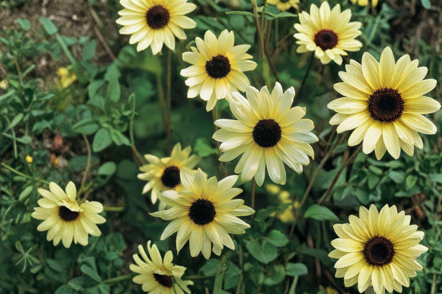 Italian White Sunflower Seeds - Heirloom Tall Cut Flower Variety, Creamy White Blooms, Non-GMO, Pollinator-Friendly