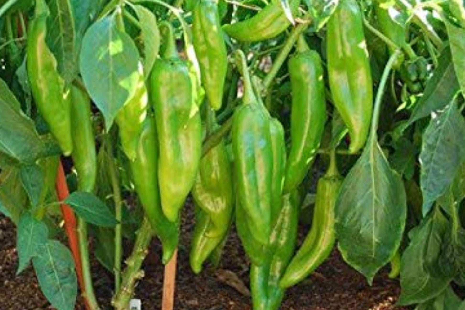 Big Jim Pepper Seeds – Heirloom Non-GMO High-Yield Chili Pods for Garden Planting