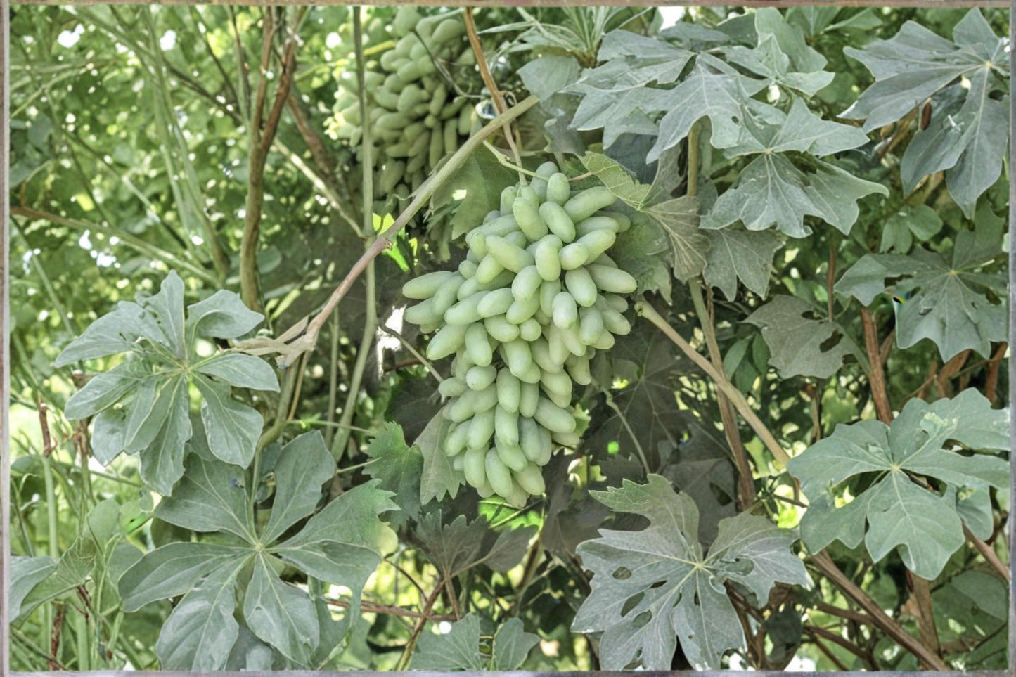 Waterfall Fingers Grape Vine | 2-3 ft Vitis vinifera Fruit Climbing Plant for Garden & Trellis