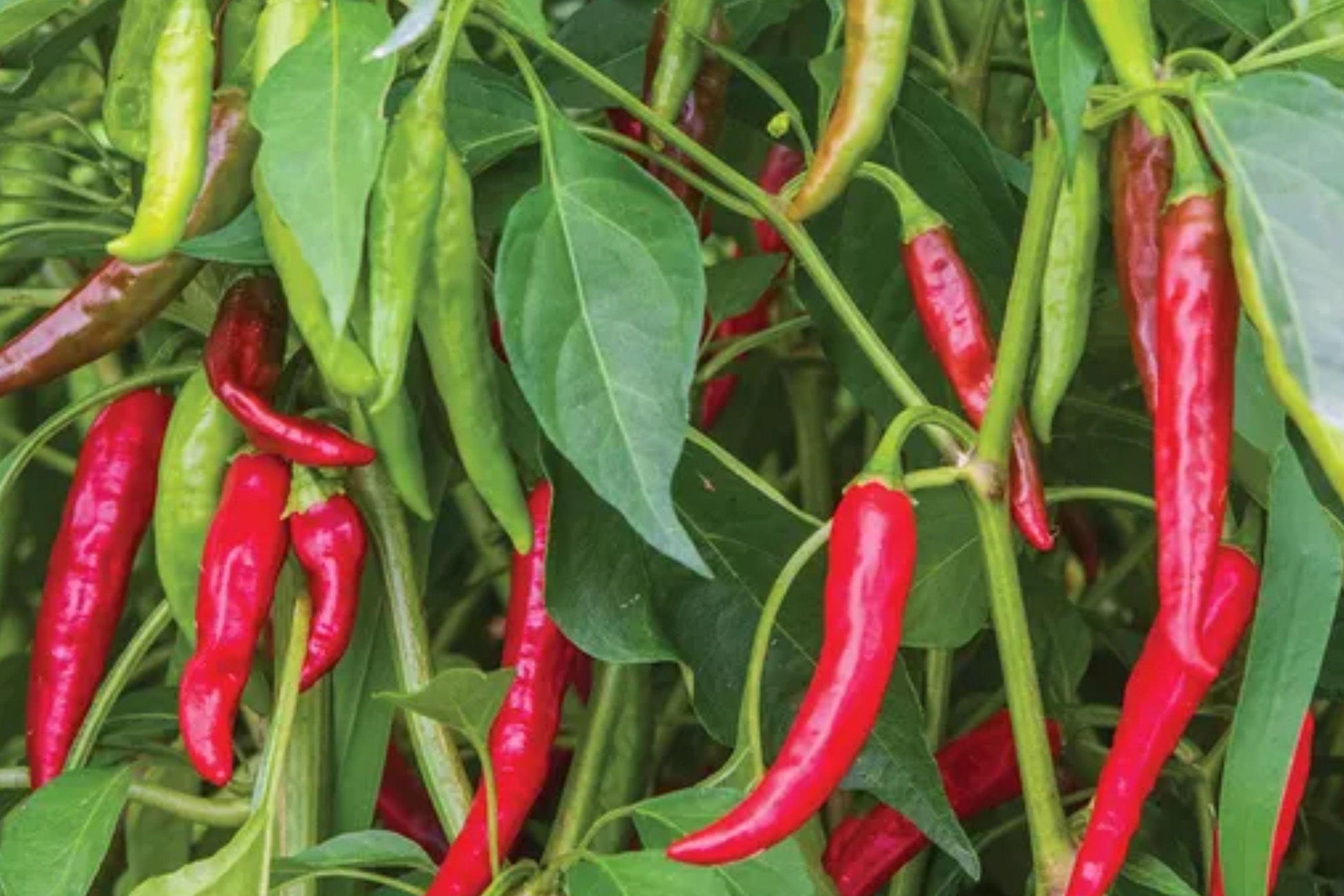 Cayenne Pepper Seeds – Large Red Thick Heirloom, High Yield Chili Plant, Spicy Hot Peppers, Garden, Container, Cooking, Sauce