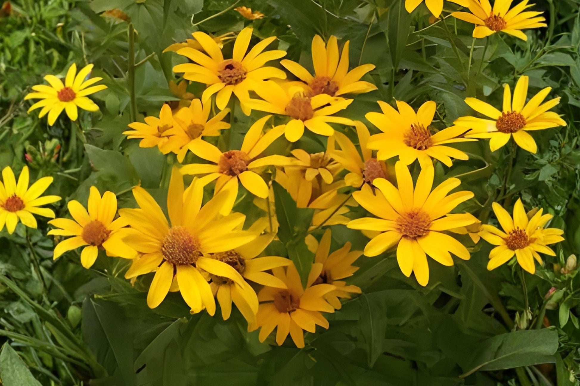 False Sunflower Seeds - Heliopsis helianthoides, Bright Yellow Daisy-Like Blooms, Perennial for Borders & Pollinator Gardens