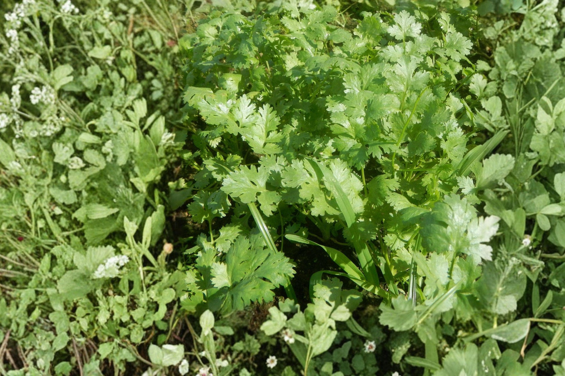Heirloom Cilantro Seeds, Non-GMO, Culinary Herb for Gardens & Containers, Coriandrum sativum