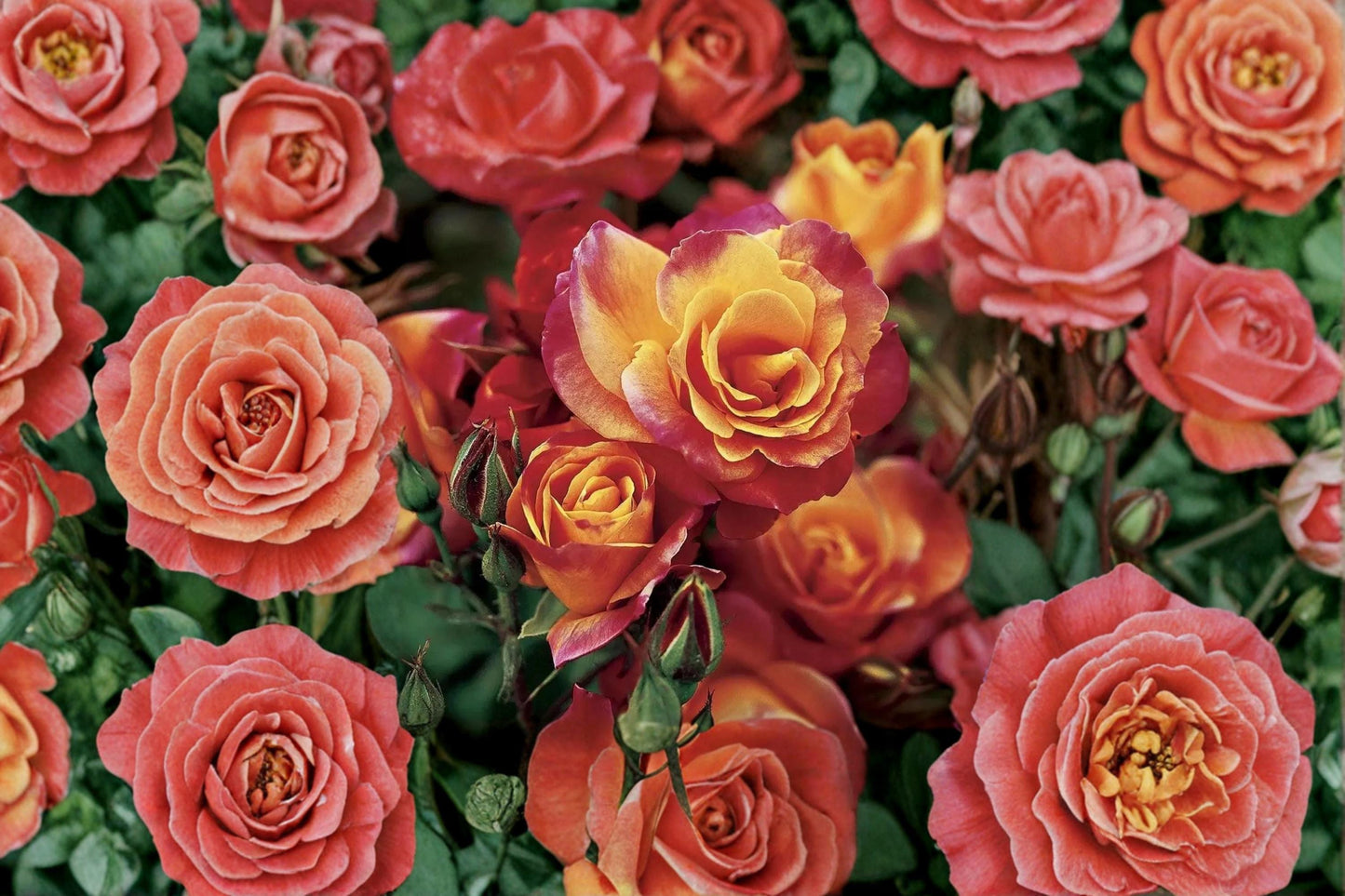 Joseph's Coat Climbing Rose Cuttings, Unrooted 6-8" Rosa ‘Joseph's Coat’ Garden Climber