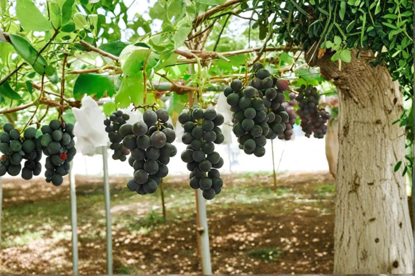 Live Grape Vine - Pione Grape (Vitis vinifera ‘Pione’) 2-3 ft Fruit Climbing Vine for Garden & Vineyard
