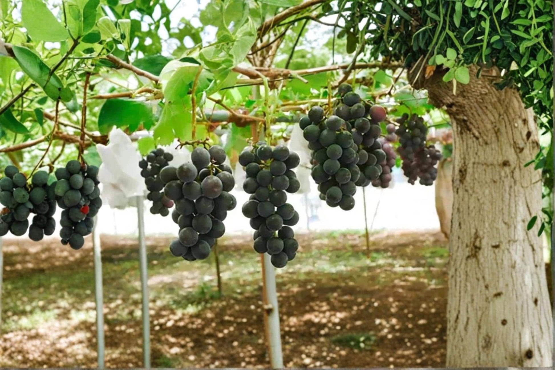 Live Grape Vine - Pione Grape (Vitis vinifera ‘Pione’) 2-3 ft Fruit Climbing Vine for Garden & Vineyard