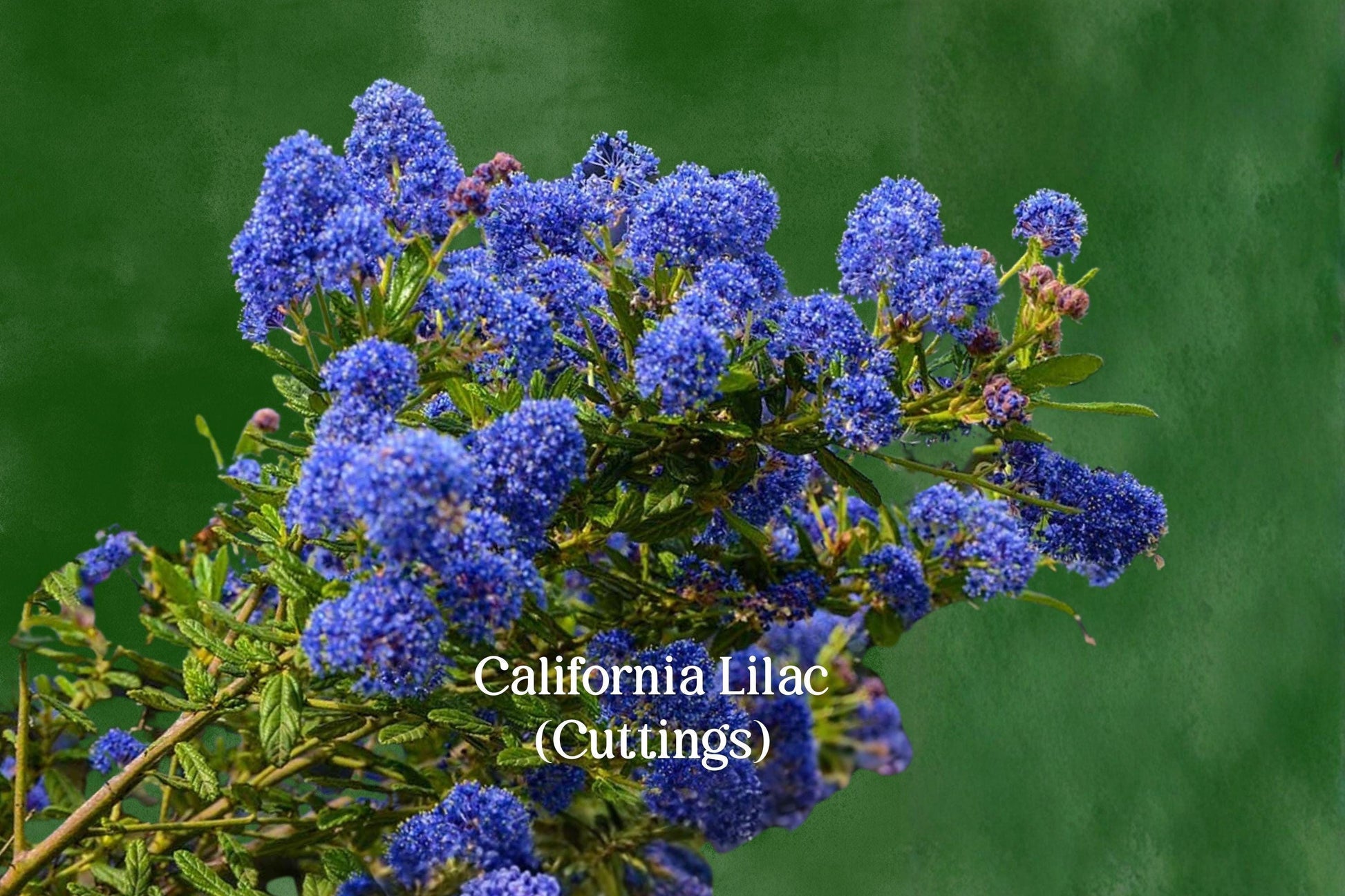 California Lilac Cuttings, Ceanothus, Evergreen Shrub, Blue Flowering, Drought Tolerant, Unrooted Live Cuttings, Garden Hedges