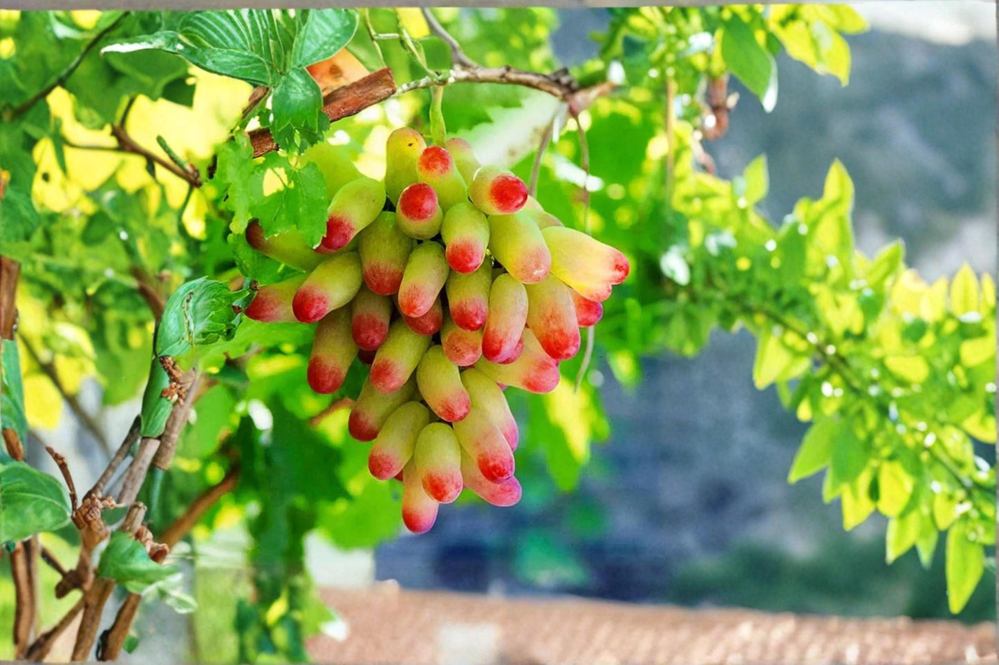 Halloween Fingers Grape Cuttings – Unrooted Vitis vinifera ‘Manicure Finger’ Climbing Vine, 6-8 Inches