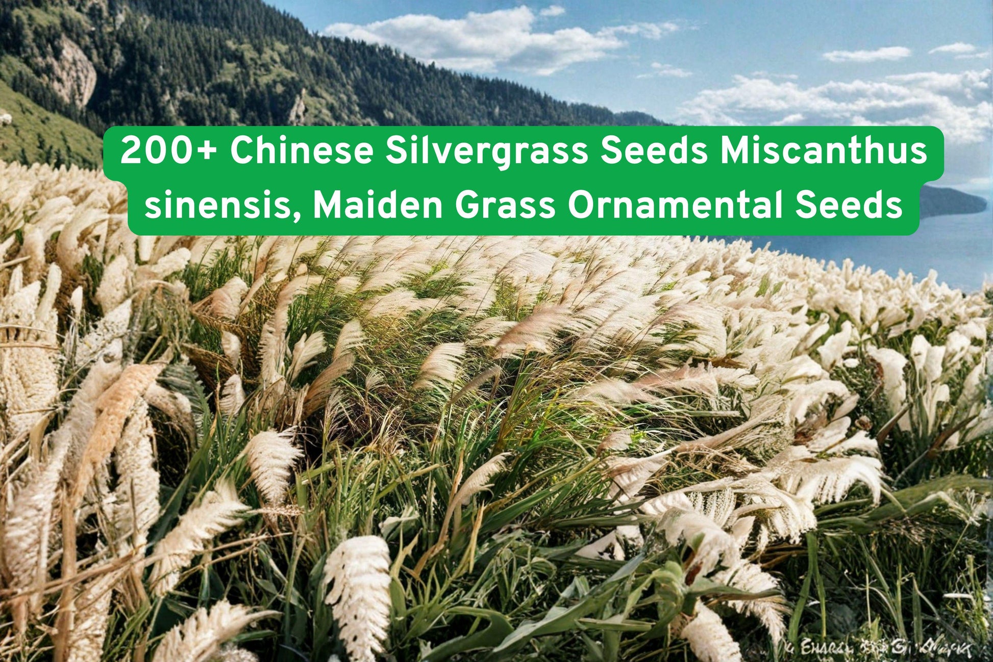 Chinese Silvergrass seeds, Maiden Grass ornamental, Silvery plumes seeds, Drought-tolerant grass, Fall color seeds, Garden border grass, Low maintenance seeds, Ornamental grass seeds, Summer bloom seeds, Natural landscape grass, Clumping grass seeds, Eco-friendly garden plant, Seasonal color seeds