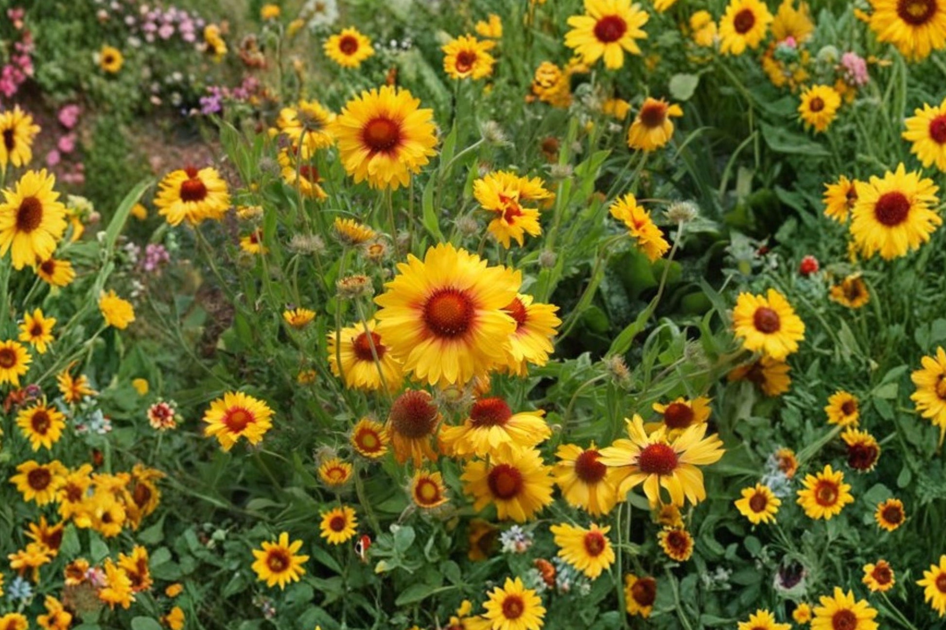 Yellow Gaillardia Seeds, Gaillardia aristata, Non-GMO, Drought-Tolerant Perennial Blanket Flower for Pollinator Gardens
