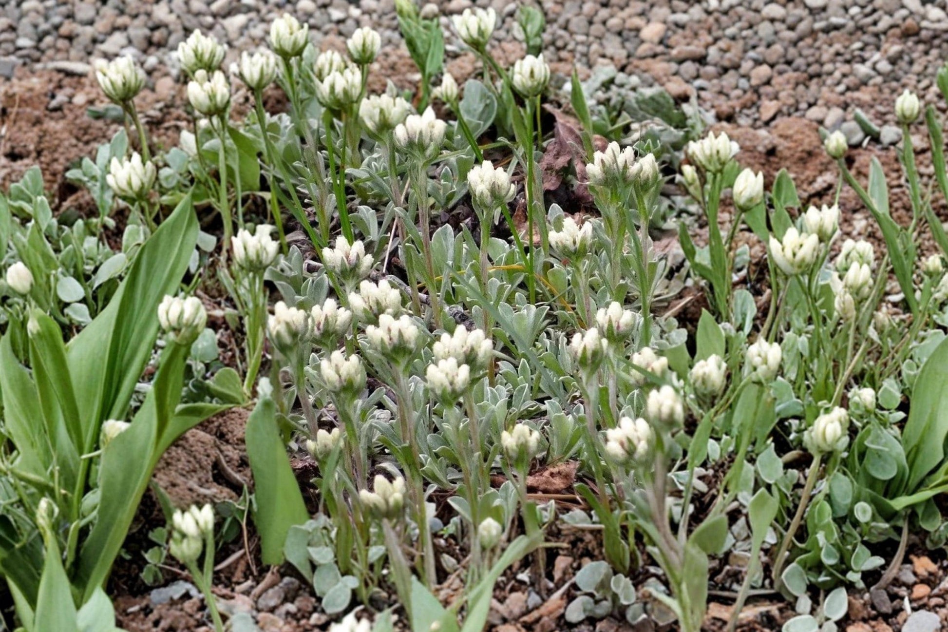 Pussytoes Seeds, Antennaria plantaginifolia, Perennial Groundcover, Native Pollinator Plant, Non-GMO, Drought Tolerant