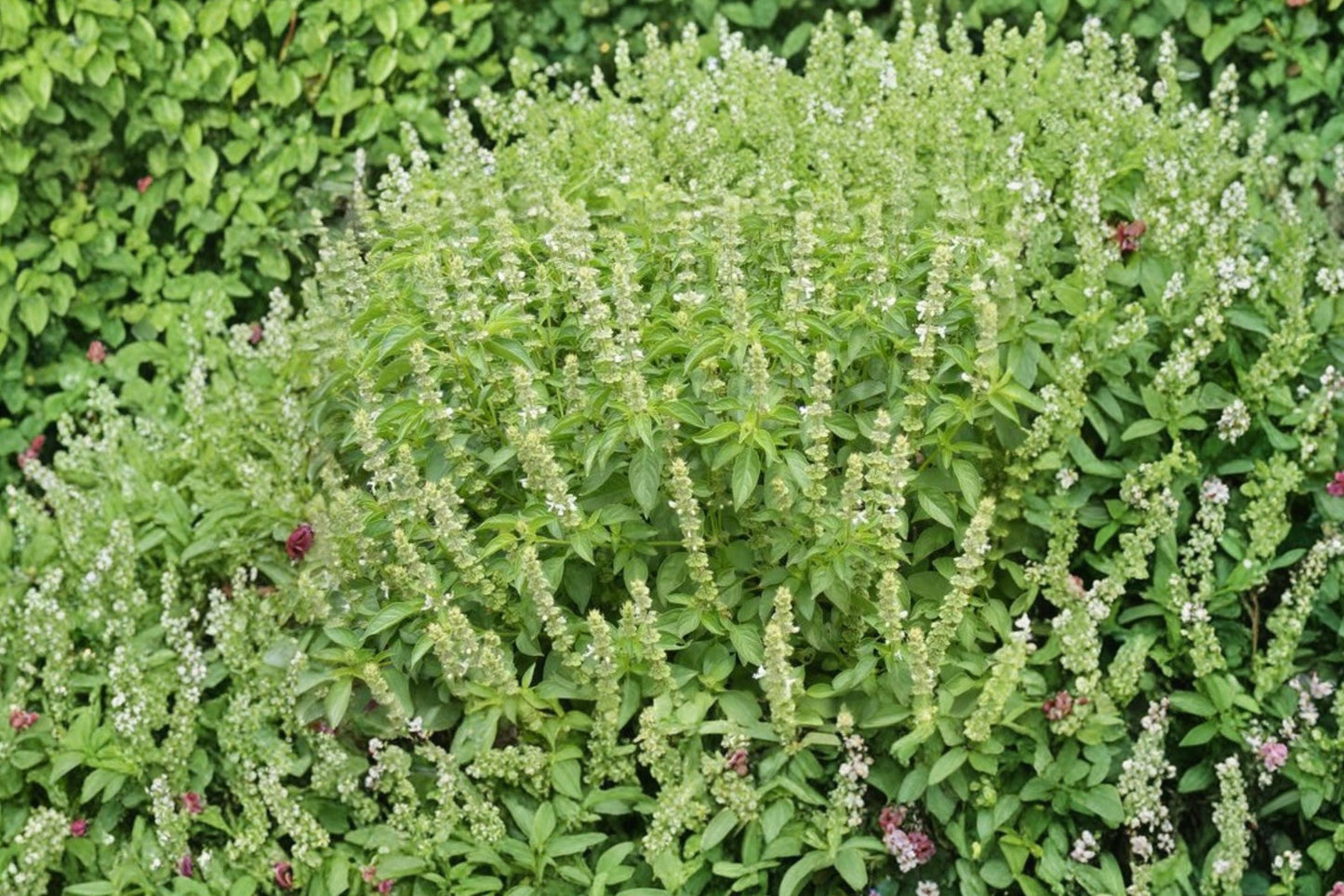 Lemon Basil Seeds - Heirloom, Non-GMO Aromatic Herb for Gardens - Ocimum basilicum