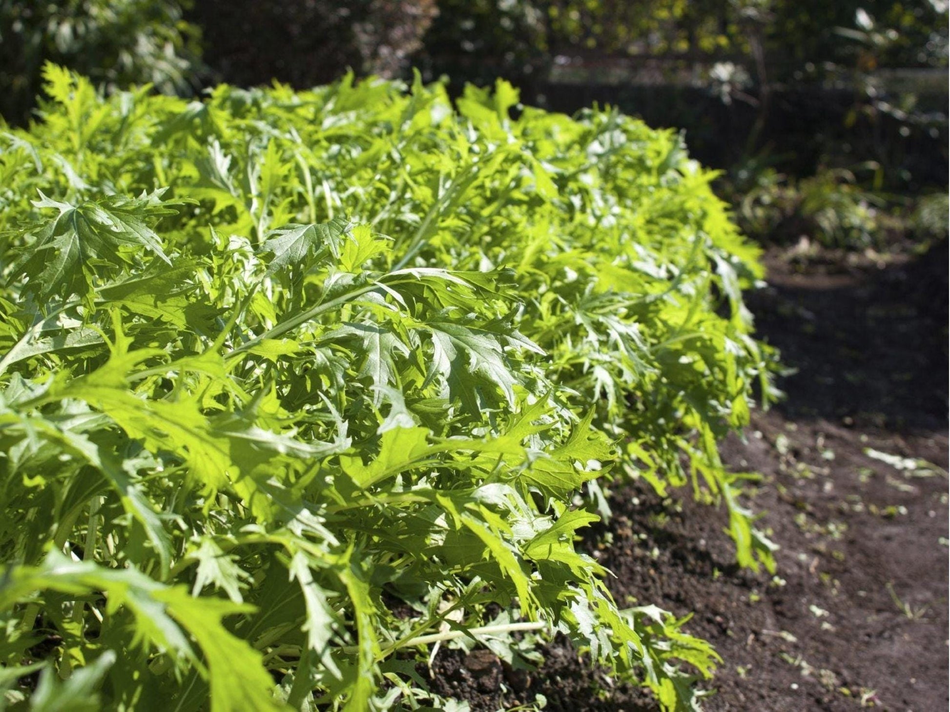 Early Mizuna Seeds – 500 Non-GMO Brassica rapa var. nipposinica Japanese Mustard Greens for Salad & Stir-Fry