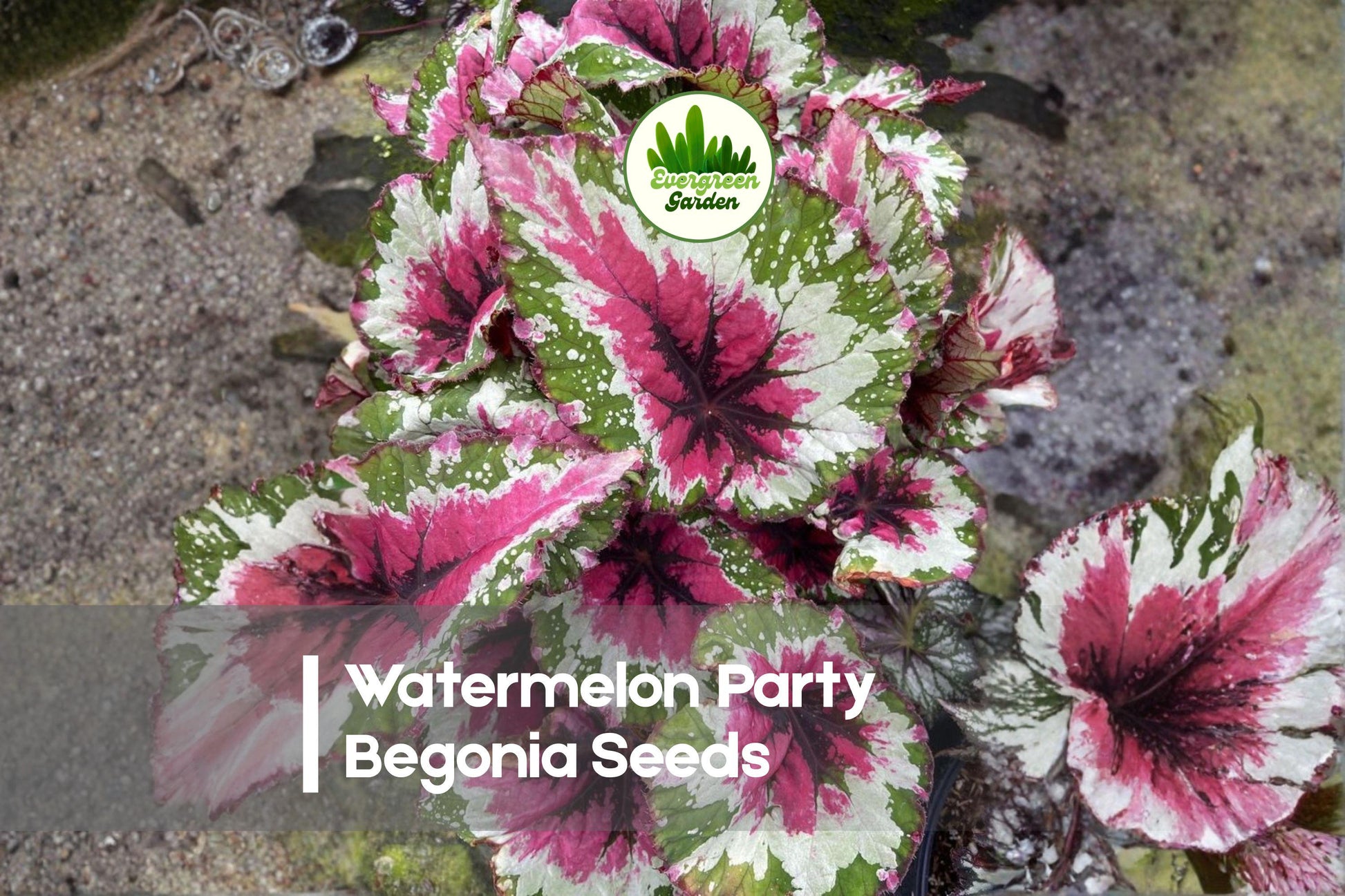 Watermelon Party Begonia Seeds, Rex Begonia rex-cultorum, Ornamental Foliage, Colorful Watermelon Pattern, Indoor & Container Plant