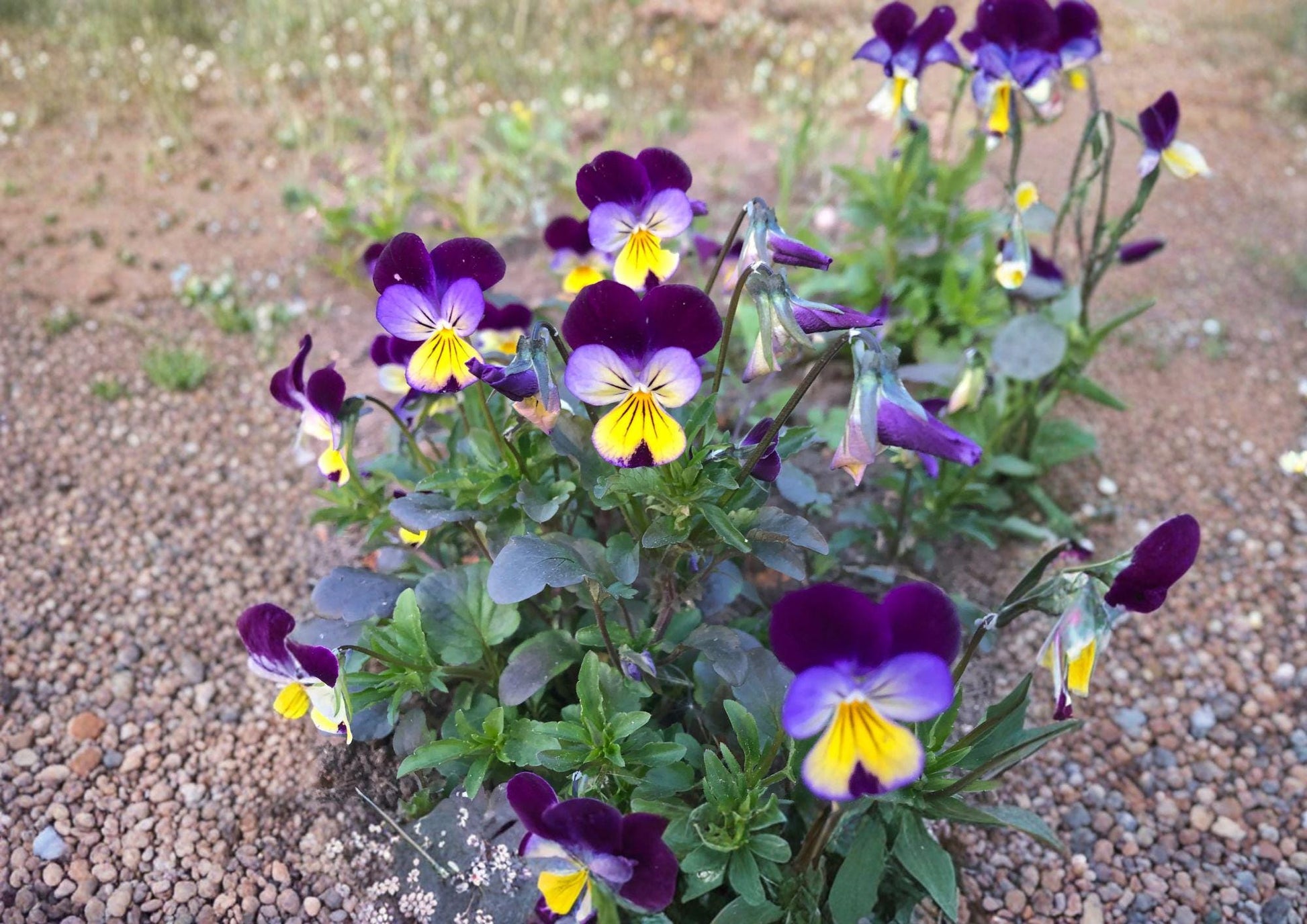 Johnny Jump Up Viola Tricolor Seeds, Heirloom Non-GMO Flower Seeds for Borders, Containers & Wildflower Gardens