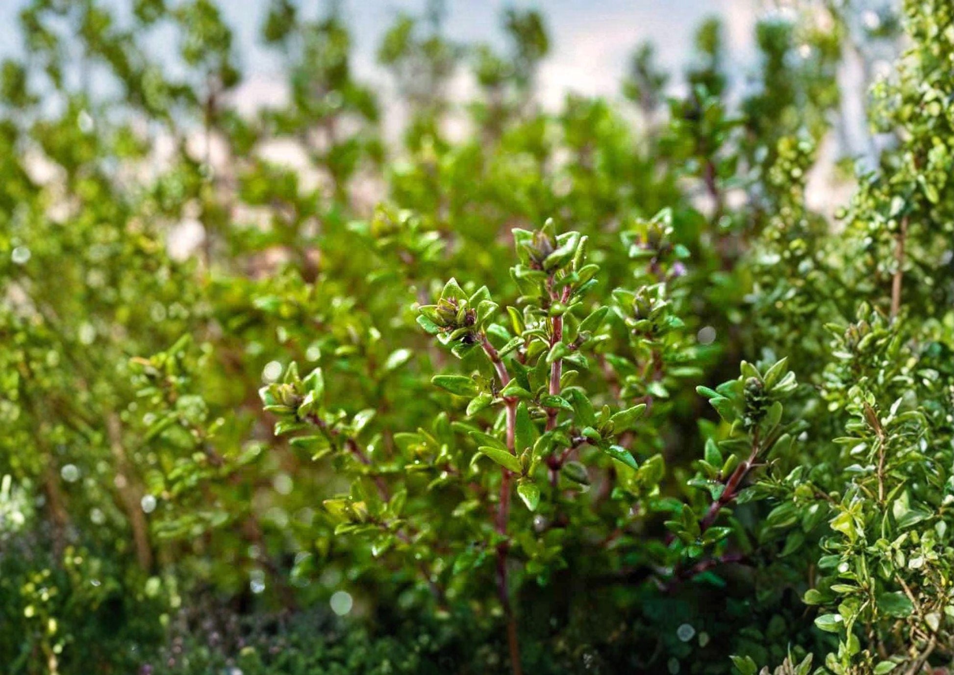 Thyme Seeds, Heirloom Non-GMO, Aromatic Culinary Herb, Thymus vulgaris, Perennial Garden Planting Seeds