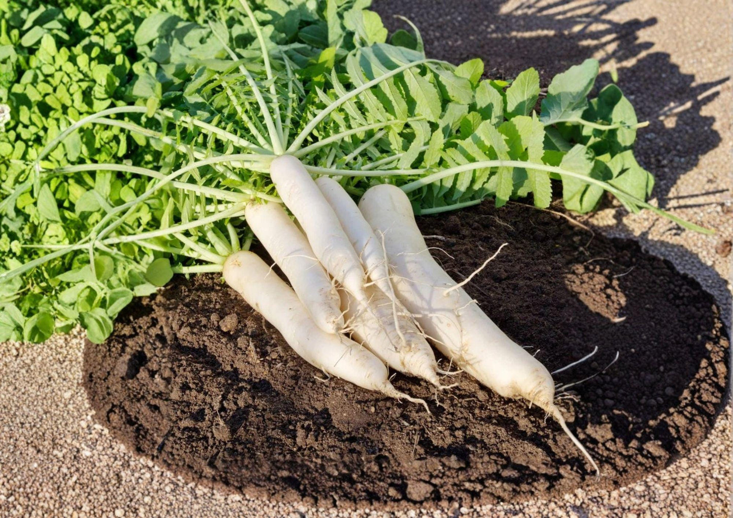 Daikon Radish Seeds, Heirloom Non-GMO, Japanese Raphanus Sativus Root Vegetable, Garden Planting, Crisp White Roots