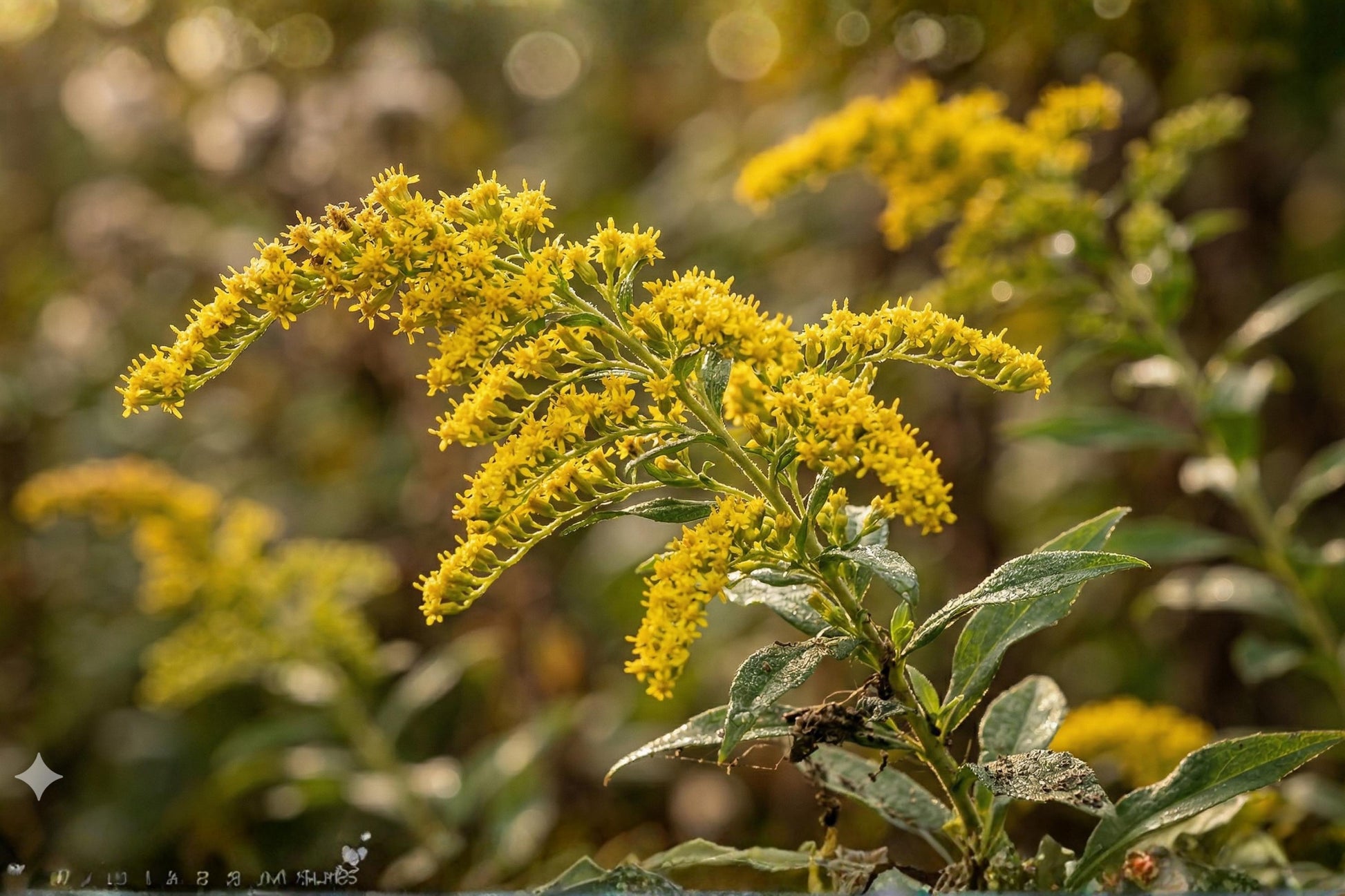 Elmleaf Goldenrod Seeds – Native Wildflower, Bright Yellow Clusters, Solidago ulmifolia, Pollinator Garden, Easy to Grow