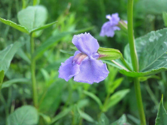 Mimulus ringens Seeds – Heirloom Native Wildflower for Wetland Gardens – Monkey Flower, Allegheny Monkeyflower, Square-Stemmed