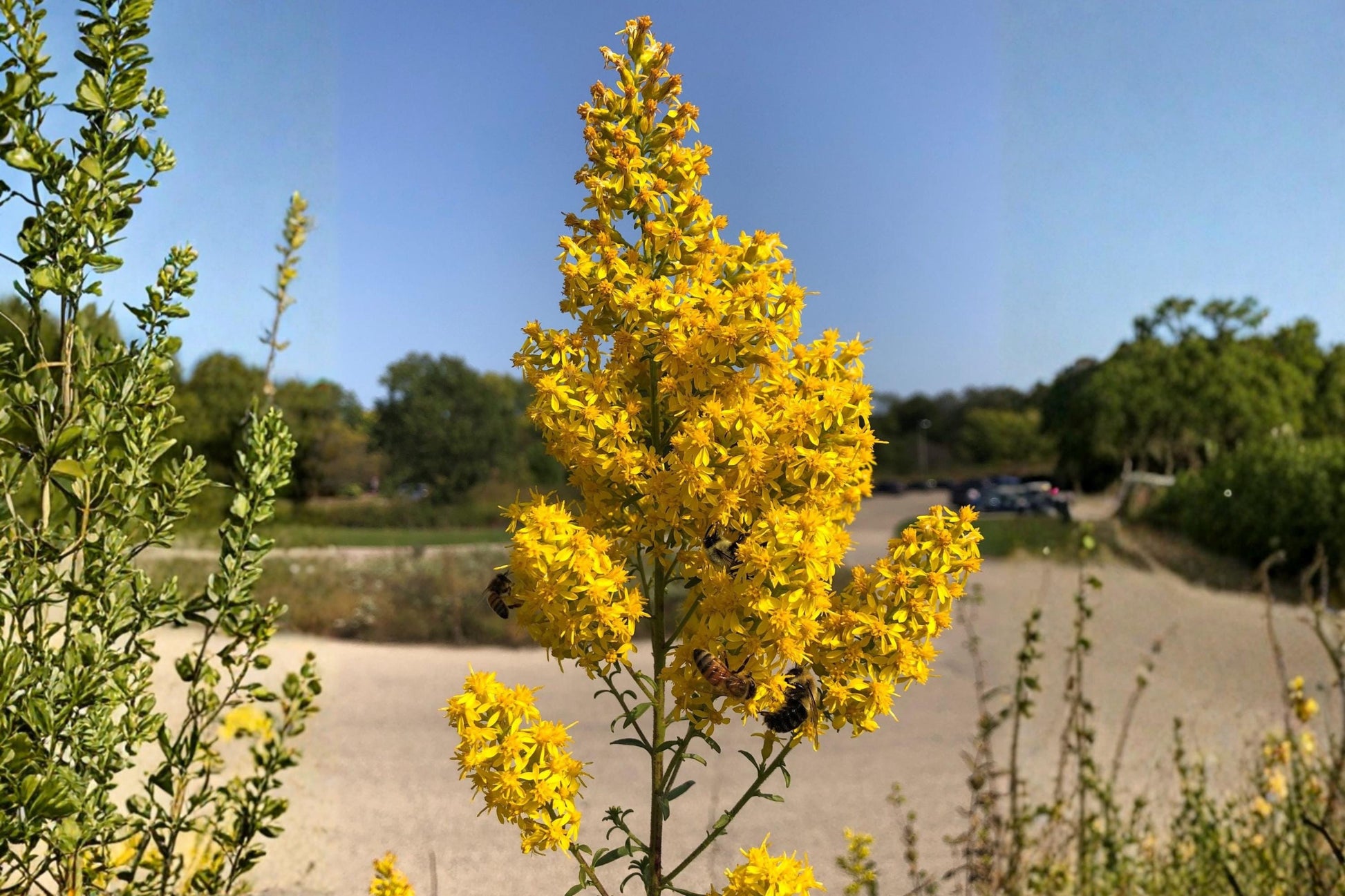 Showy Goldenrod Seeds 100 Pack | Native Solidago speciosa for Pollinator Gardens & Prairies