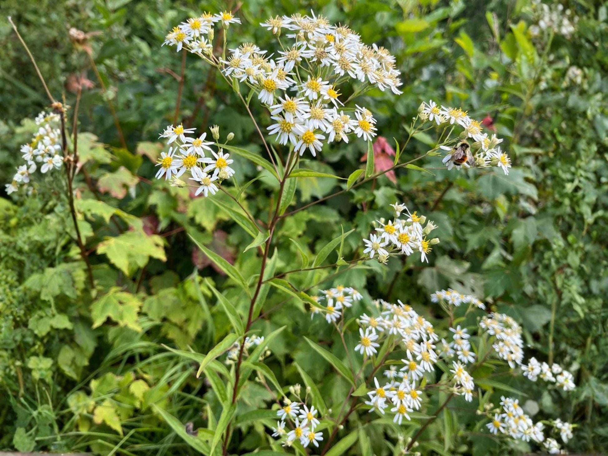 Doellingeria umbellata Seeds – Heirloom Flat-Topped Aster for Native Wildflower Gardens, Pollinator Habitat, Non-GMO, Open-Pollinated