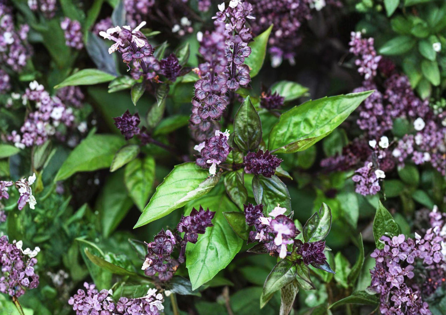 Cinnamon Basil Seeds, Heirloom Non-GMO, Aromatic Culinary Herb, Ocimum basilicum, Sweet Spicy Flavor, Herb Garden Planting