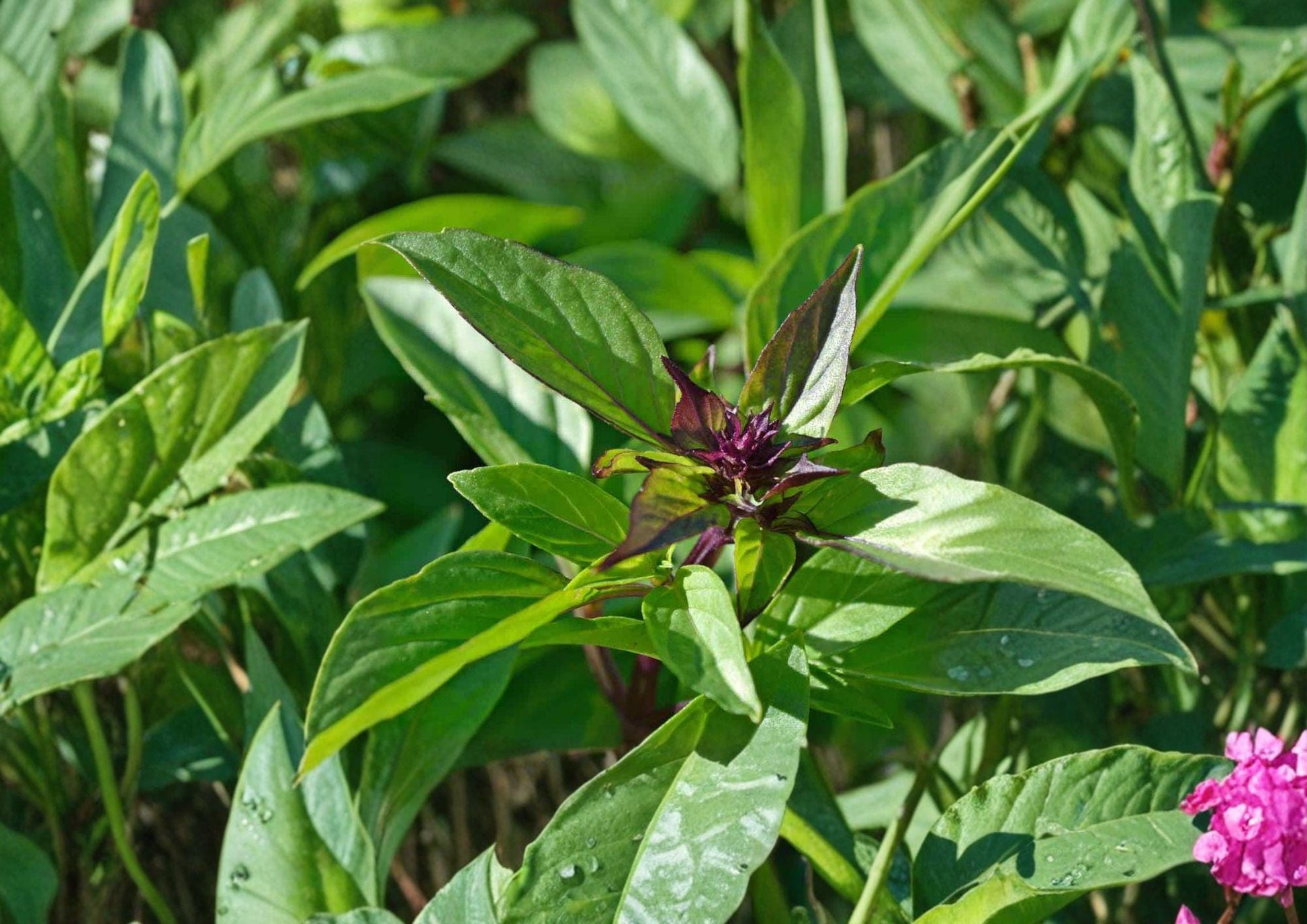 75 Thai Basil Seeds, Heirloom Non-GMO, Aromatic Culinary Herb, Ocimum basilicum, Sweet Spicy Flavor, Garden Planting Seeds