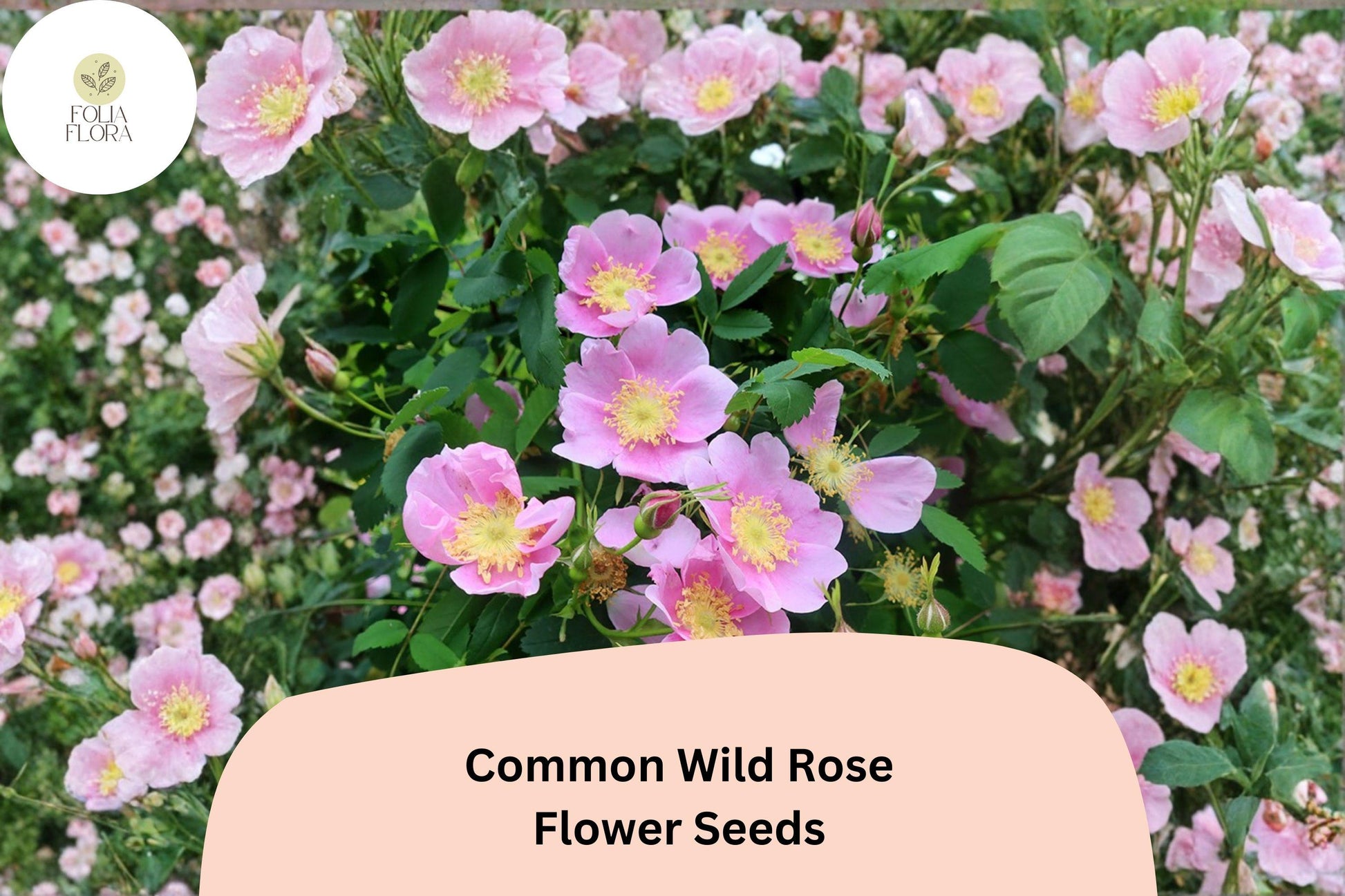 Wild Rose Seeds – 25 Rosa woodsii Native Pink Flowering Shrub for Wildlife Gardens & Natural Landscapes