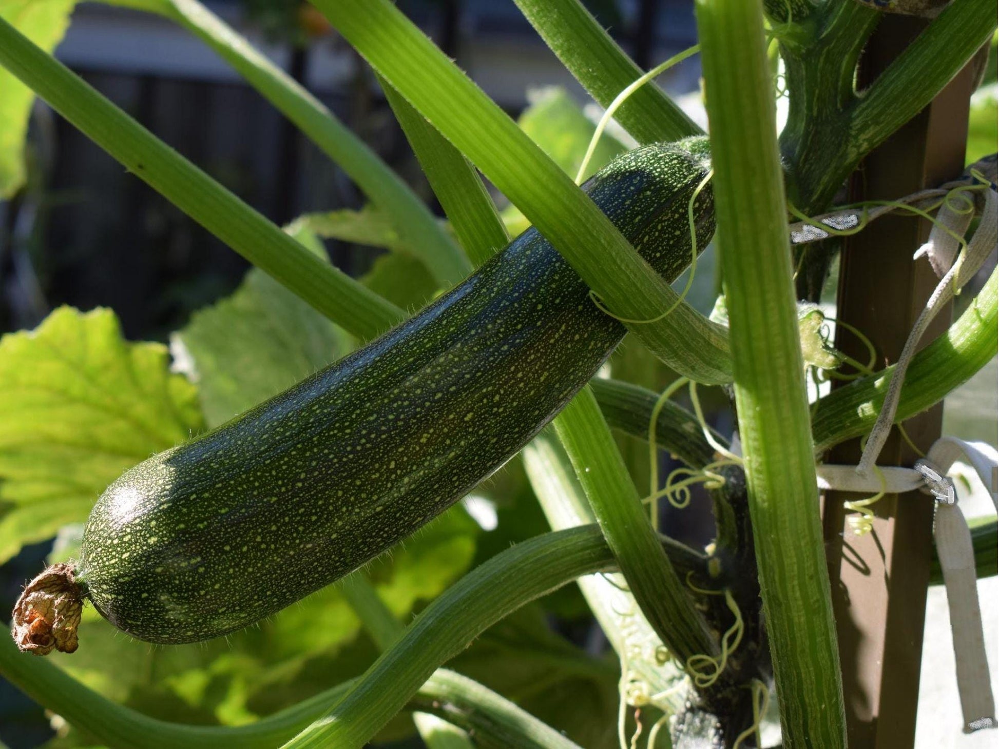 Dark Green Zucchini Seeds – Cucurbita pepo Summer Squash, Bush-Type, Non-GMO, 10 Count